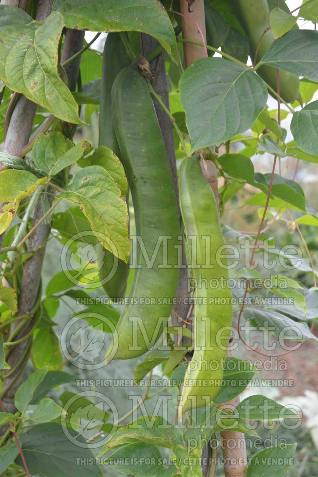 Canavalia gladiata (sword bean vegetable) 1