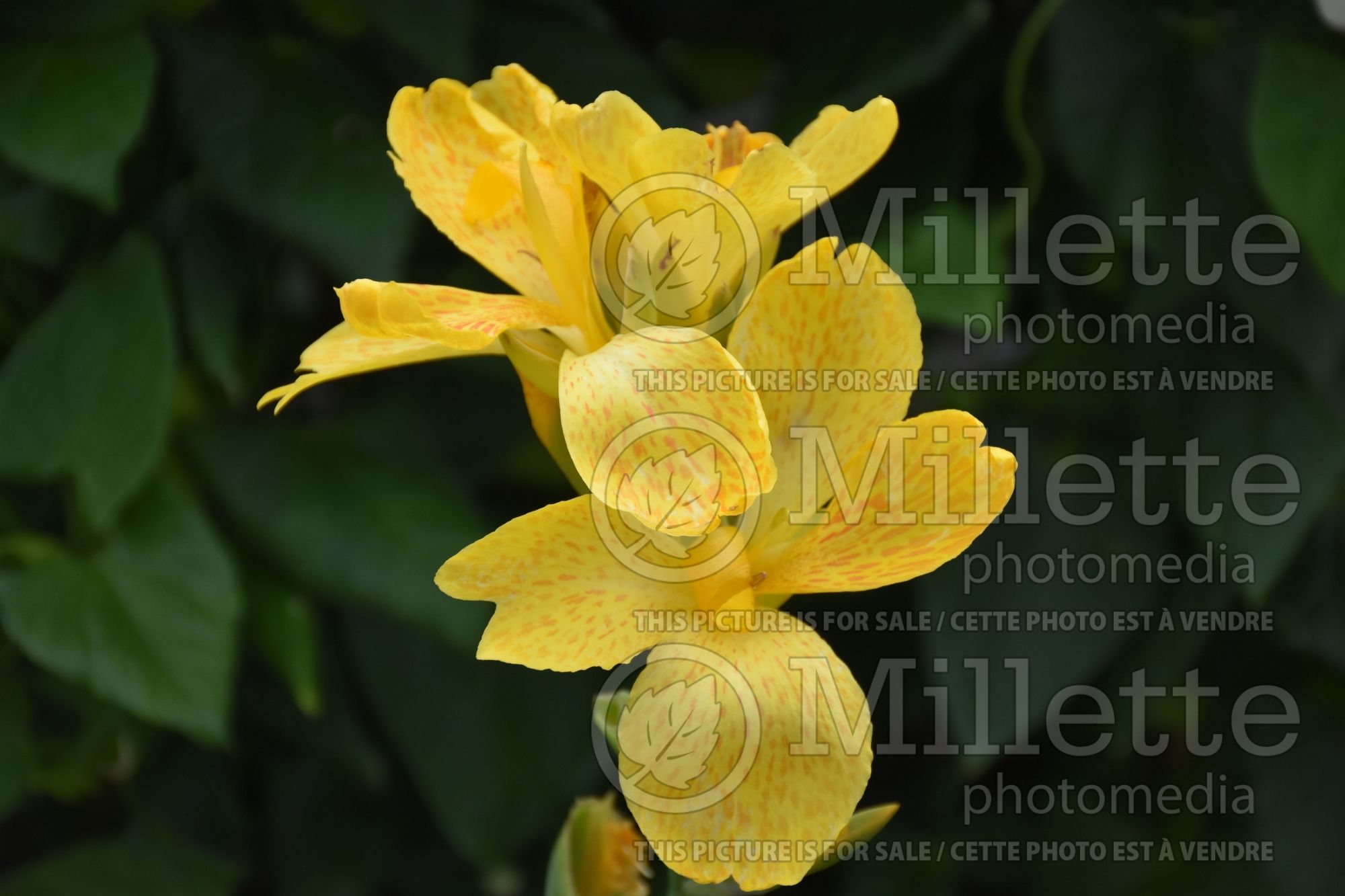 Canna DeLuxe Lemon and Gin (Canna Lily) 2