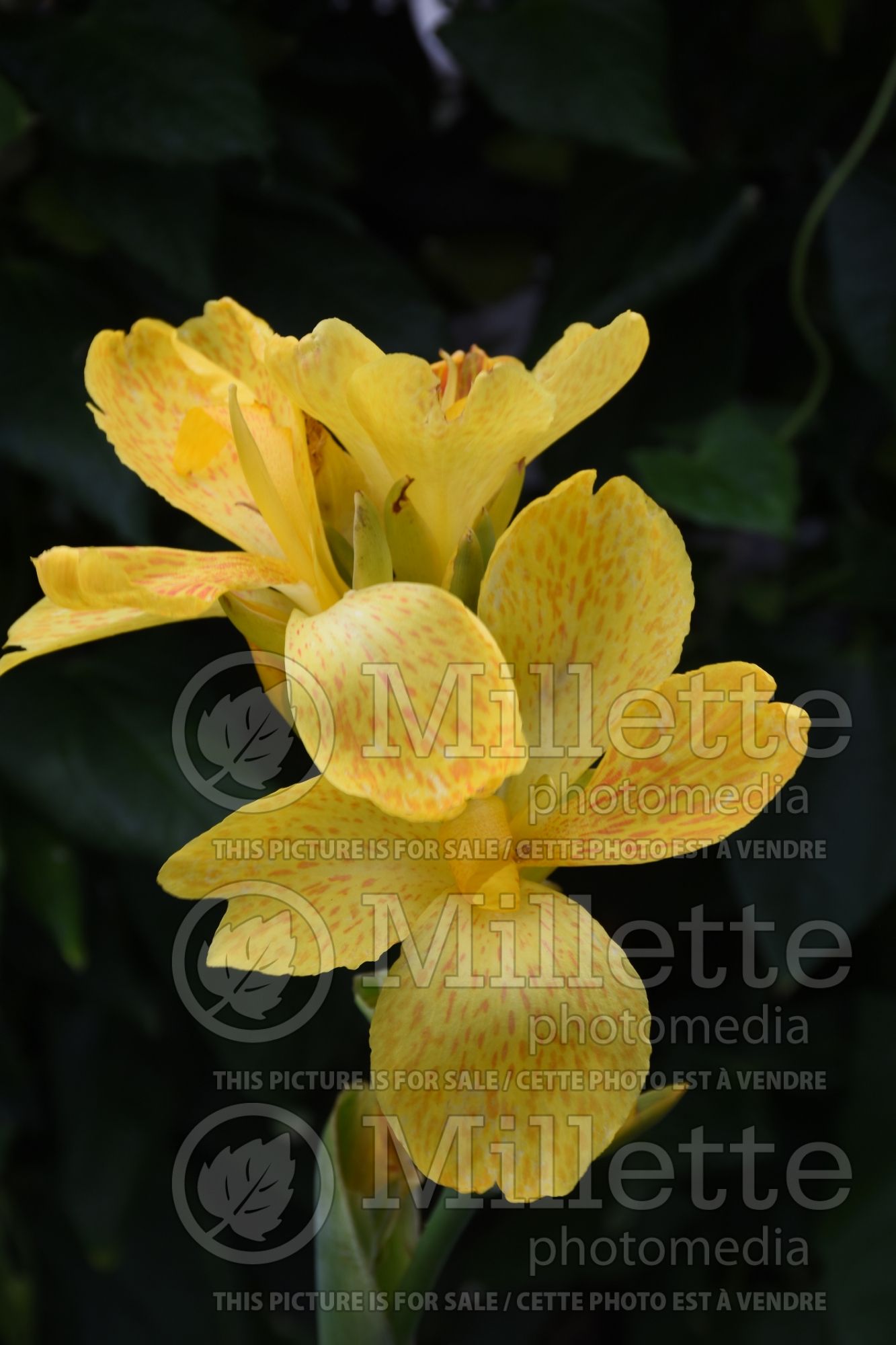 Canna DeLuxe Lemon and Gin (Canna Lily) 3