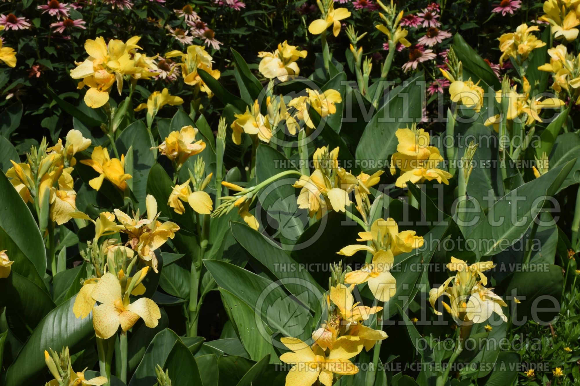 Canna DeLuxe Lemon and Gin (Canna Lily) 4