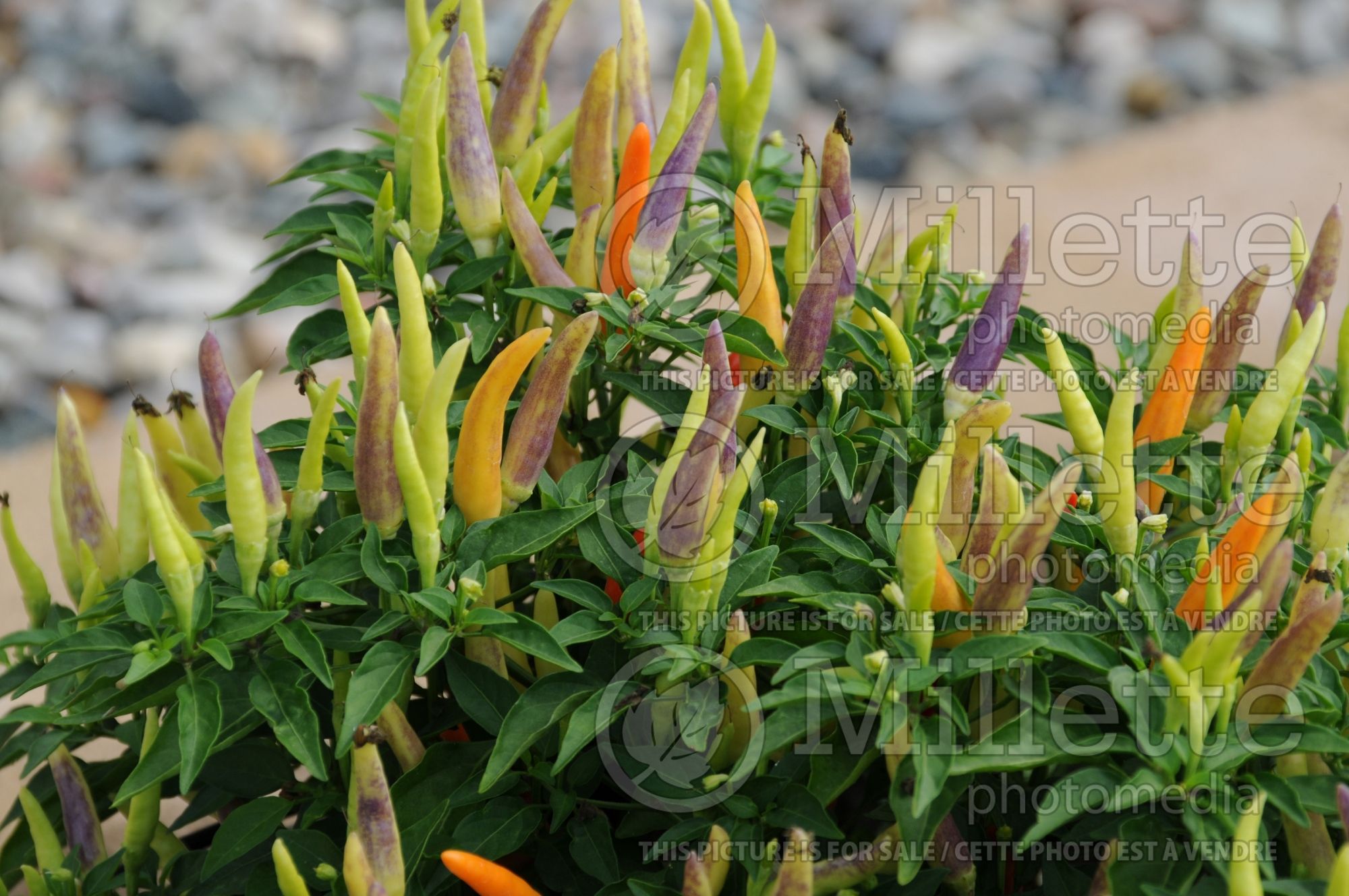 Capsicum Basket of Fire (Ornamental bell pepper) 5