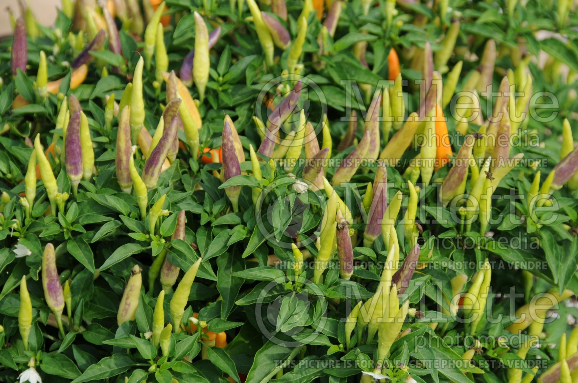 Capsicum Basket of Fire (Ornamental bell pepper) 3