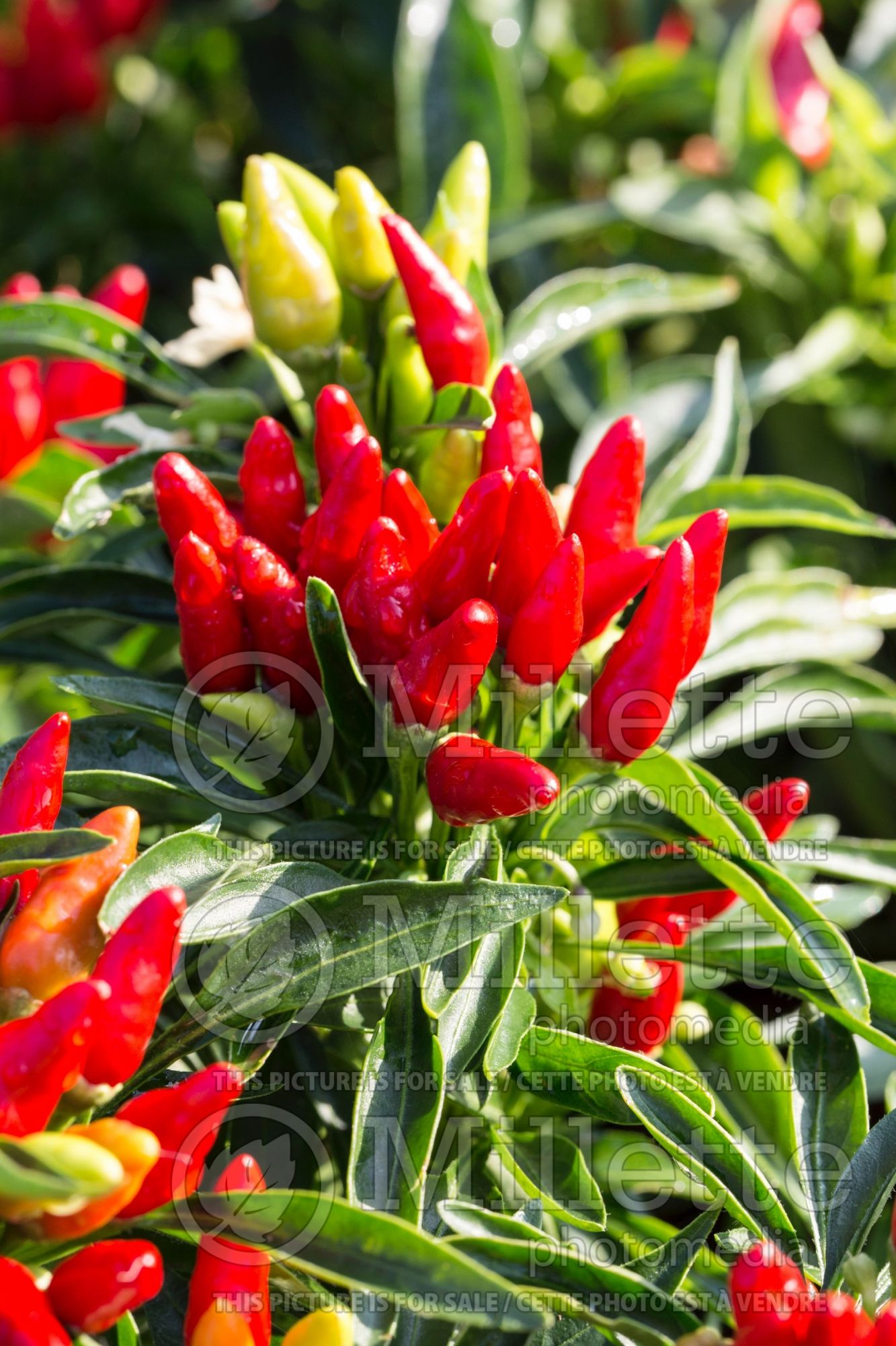 Capsicum Candlelight (Bell pepper) 2