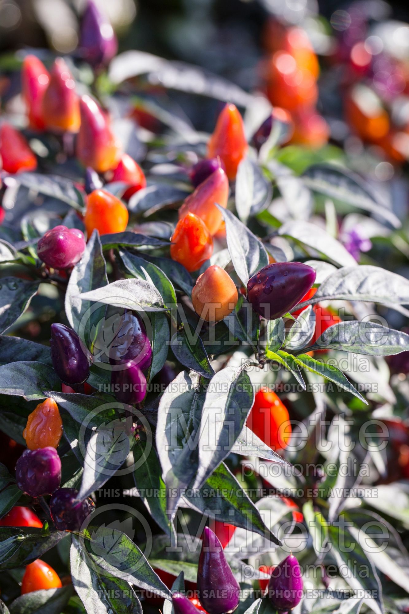 Capsicum Conga (Bell pepper) 1
