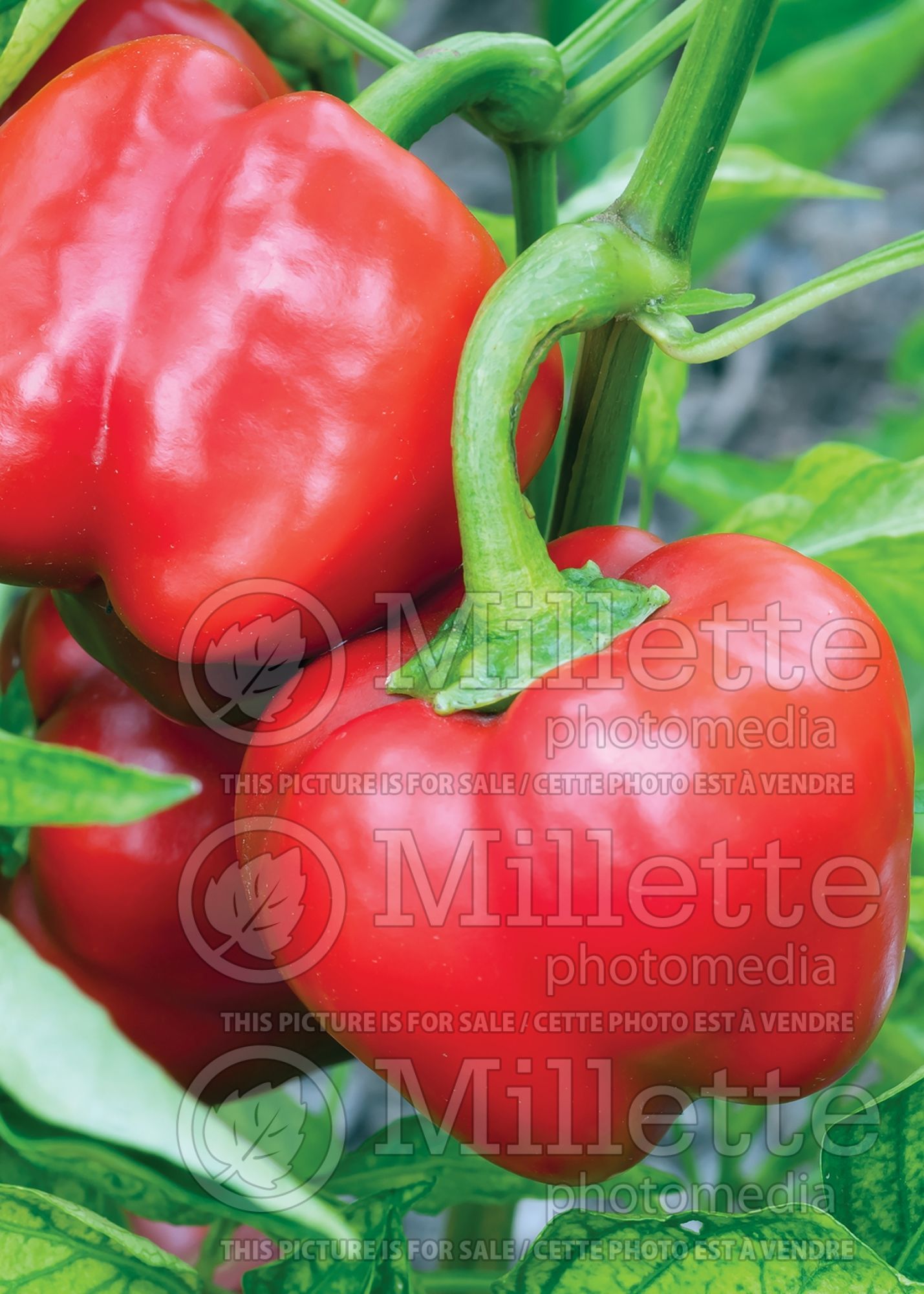 Capsicum Cute Stuff Red (little Pepper Pepper Bell vegetable) 1