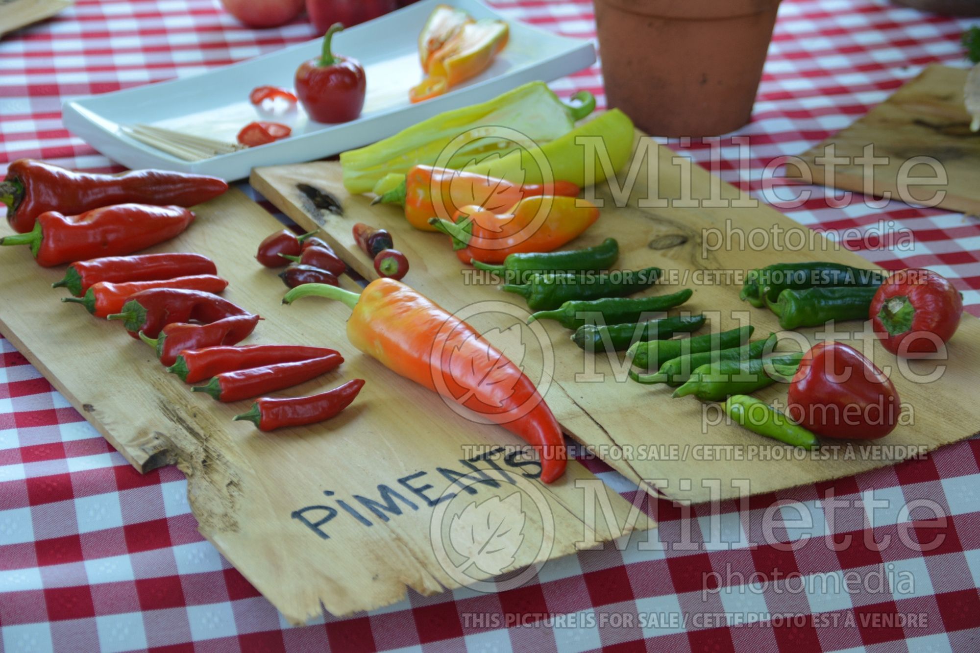 Capsicum annuum (Sweet pepper vegetable) 1