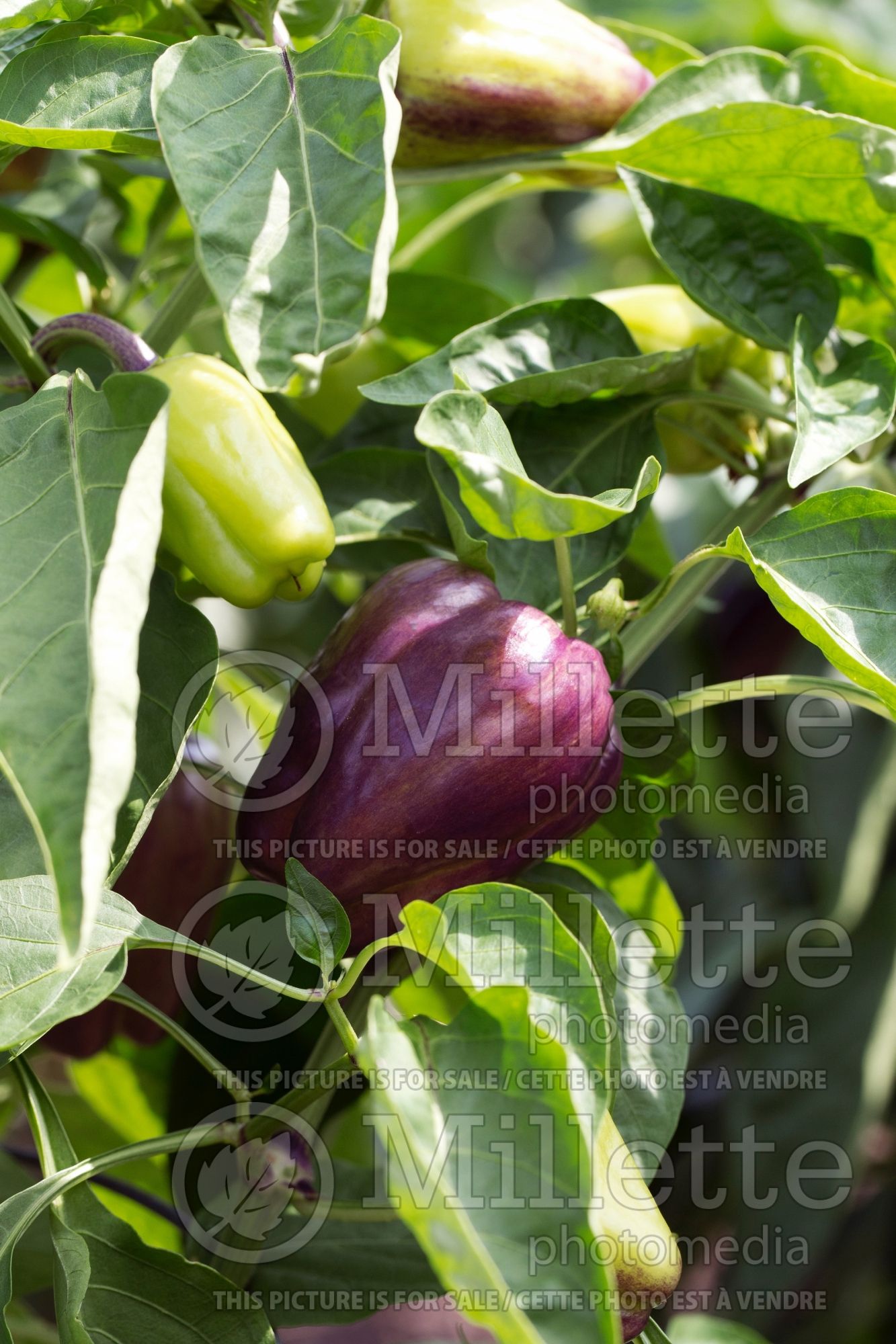 Capsicum Islander (Bell pepper) 1