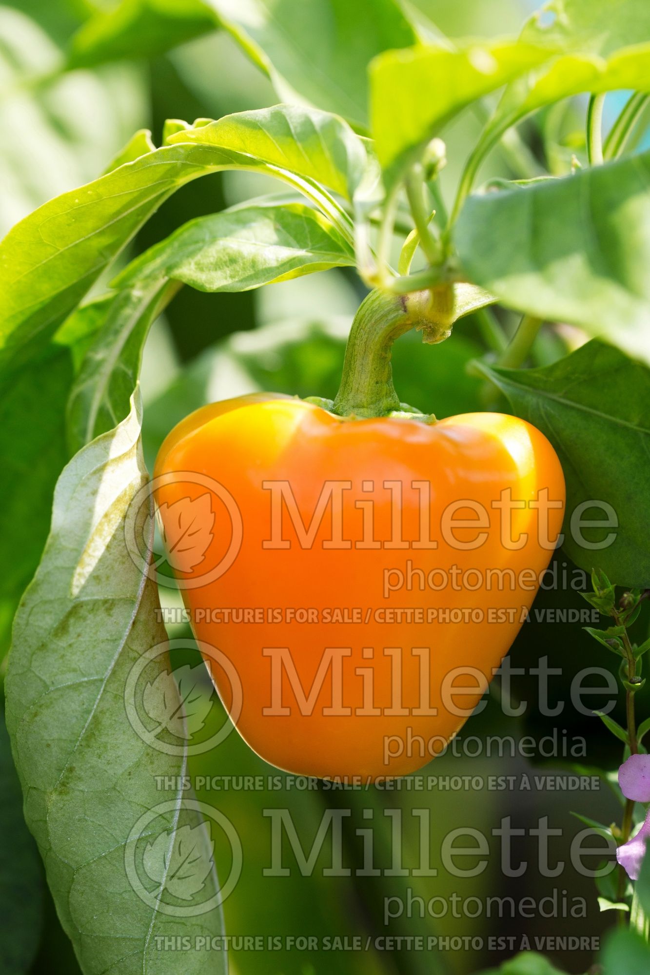 Capsicum Mama Mia Giallo (Bell pepper) 1