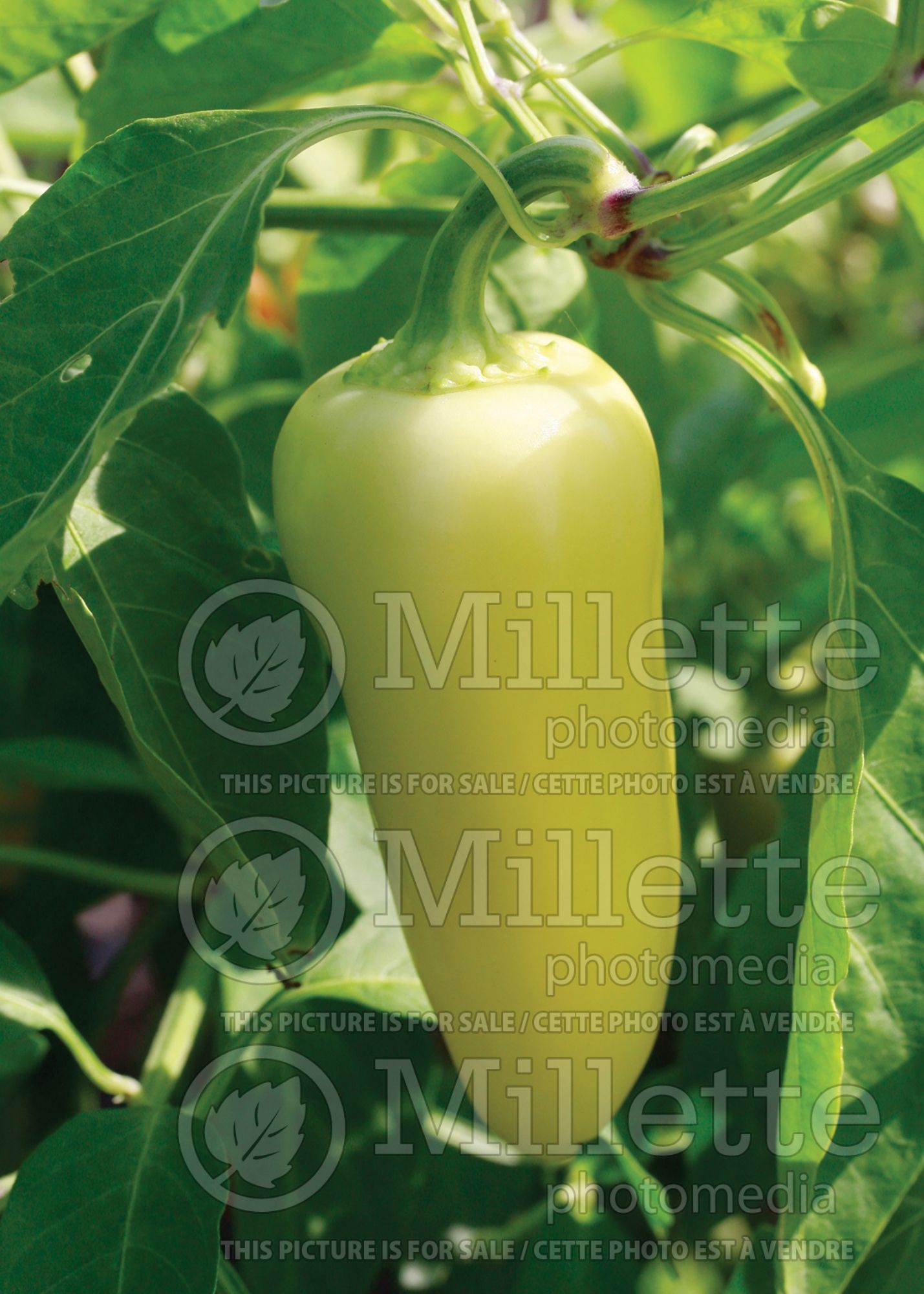 Capsicum Mariachi (Hot Pepper vegetable) 1