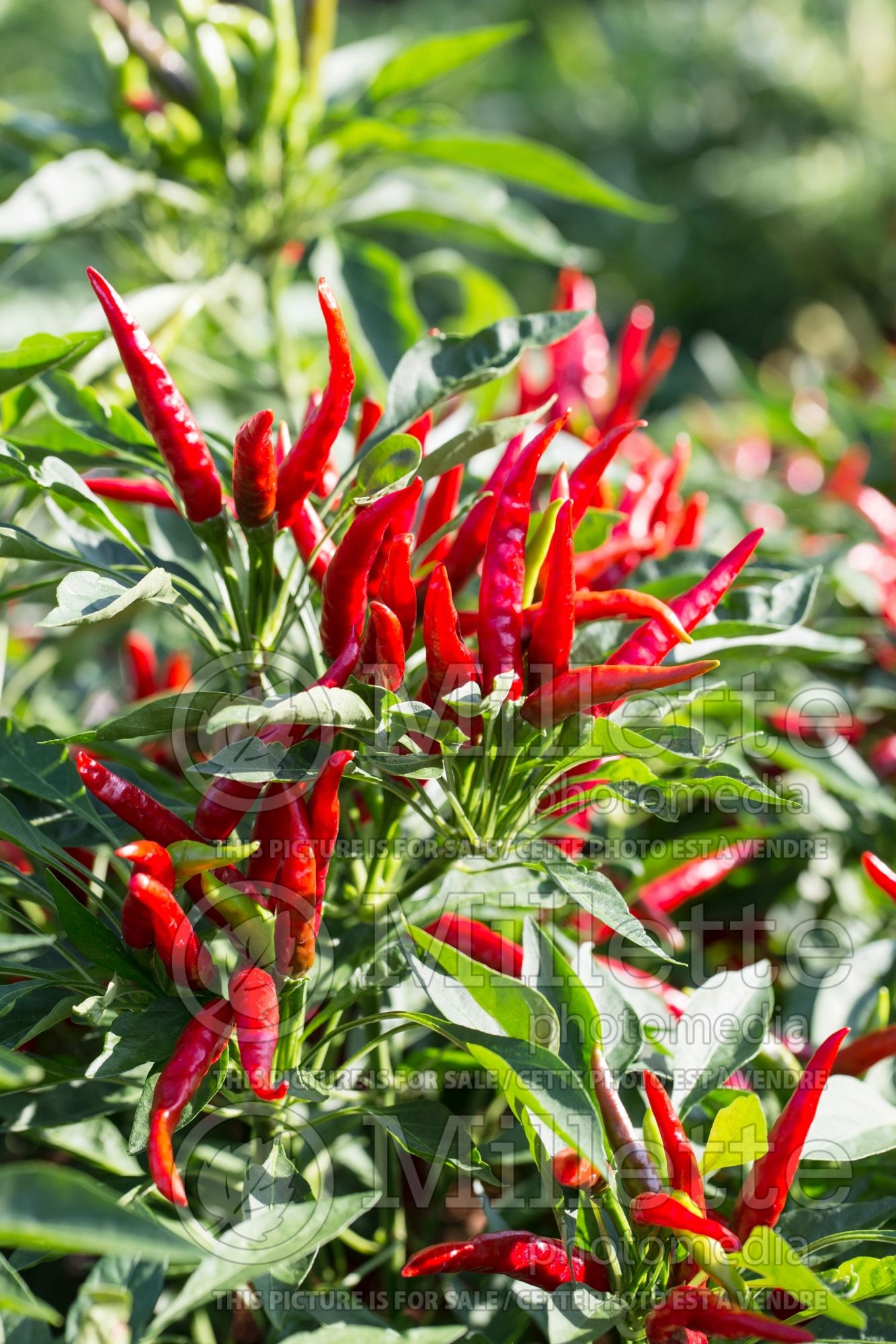 Capsicum Nippon Taka (Bell pepper) 2