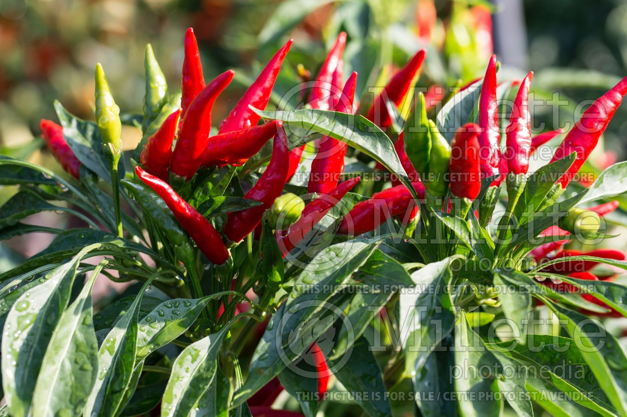 Capsicum Nippon Taka (Bell pepper) 3