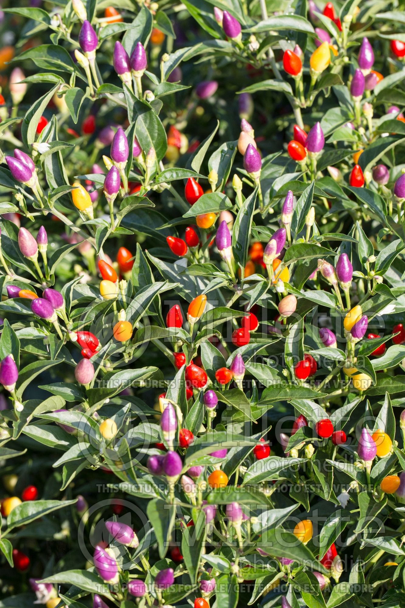Capsicum Numex Twilight (Bell pepper) 1