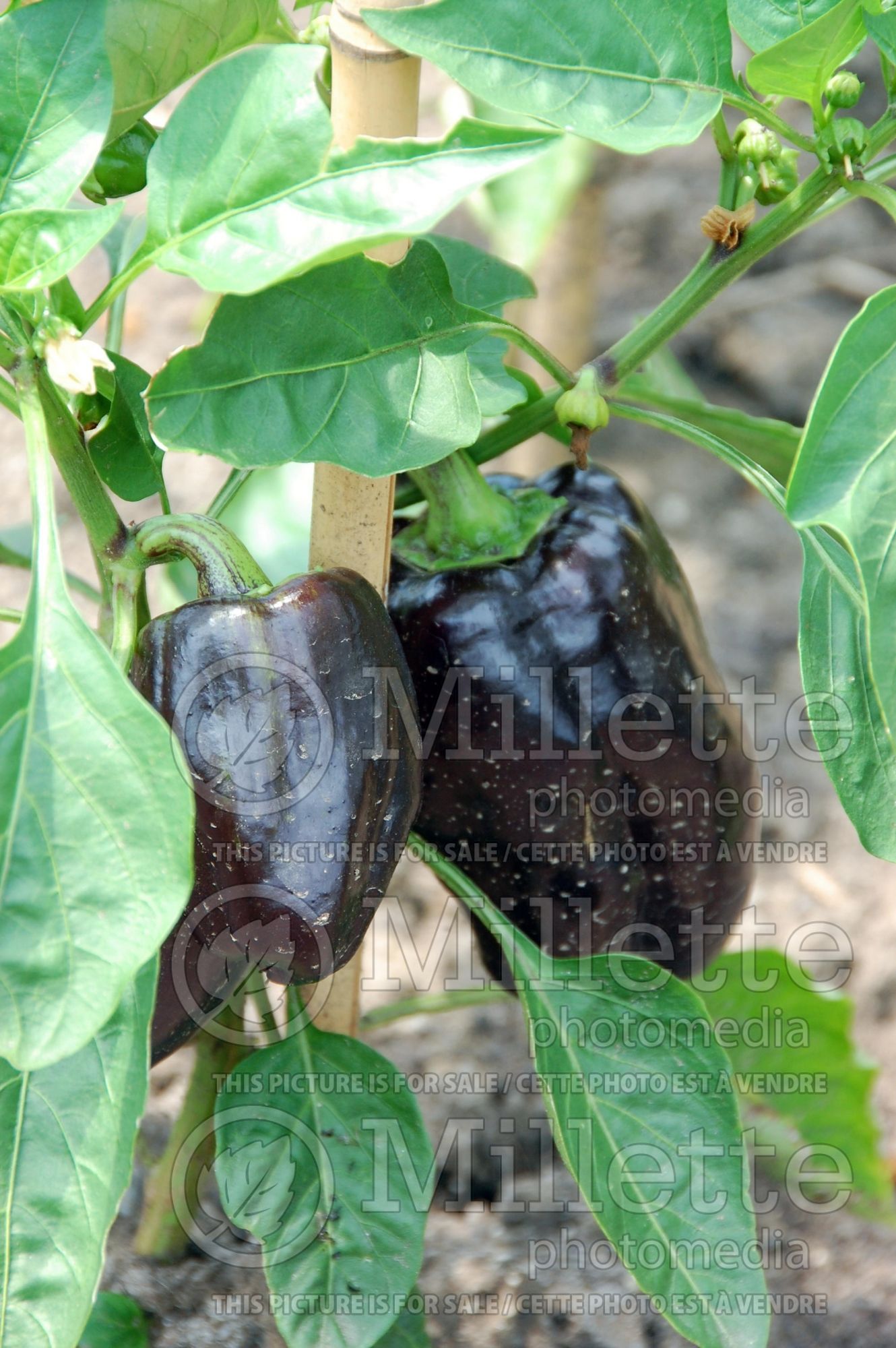 Capsicum Purple Beauty (Bell pepper vegetable) 2