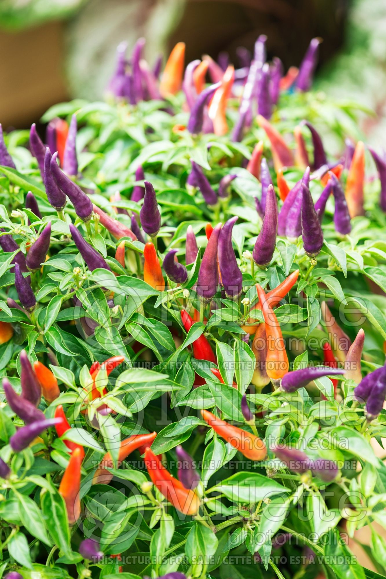 Capsicum Sangria (Bell pepper) 1