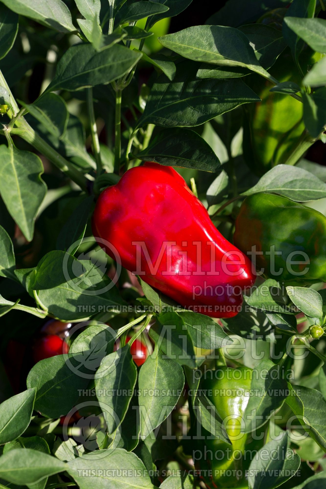 Capsicum Sweet Heat (Bell pepper) 1