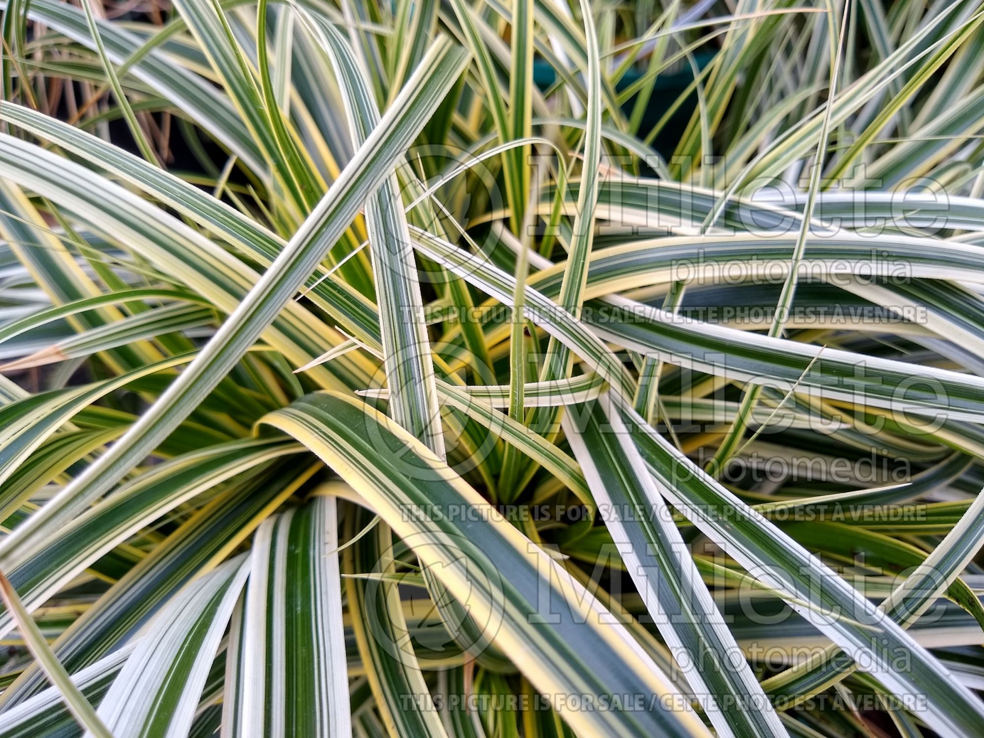 Carex Feather Falls (sedge Ornamental Grass) 1