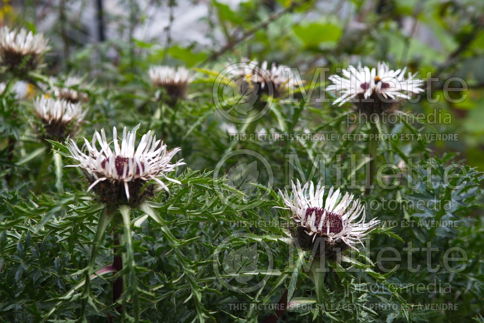 Carlina acaulis (Thistle) 2