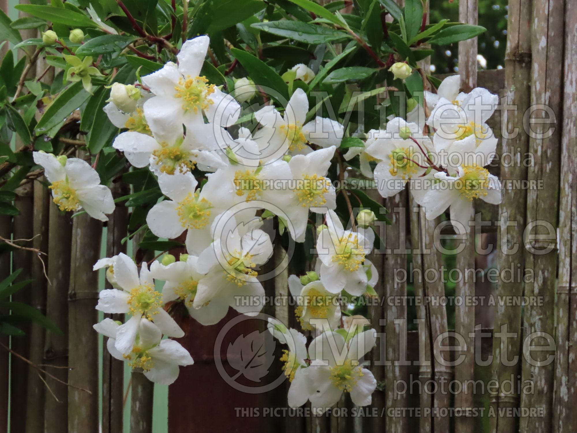 Carpenteria californica (Bush Anemone) 6