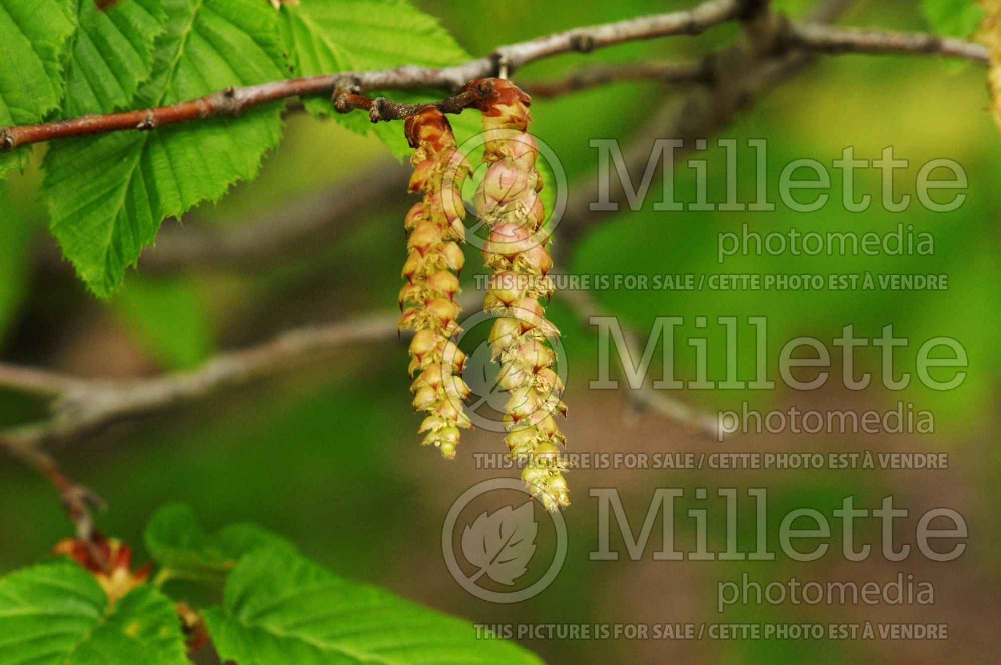 Carpinus betulus (American hornbeam) 4