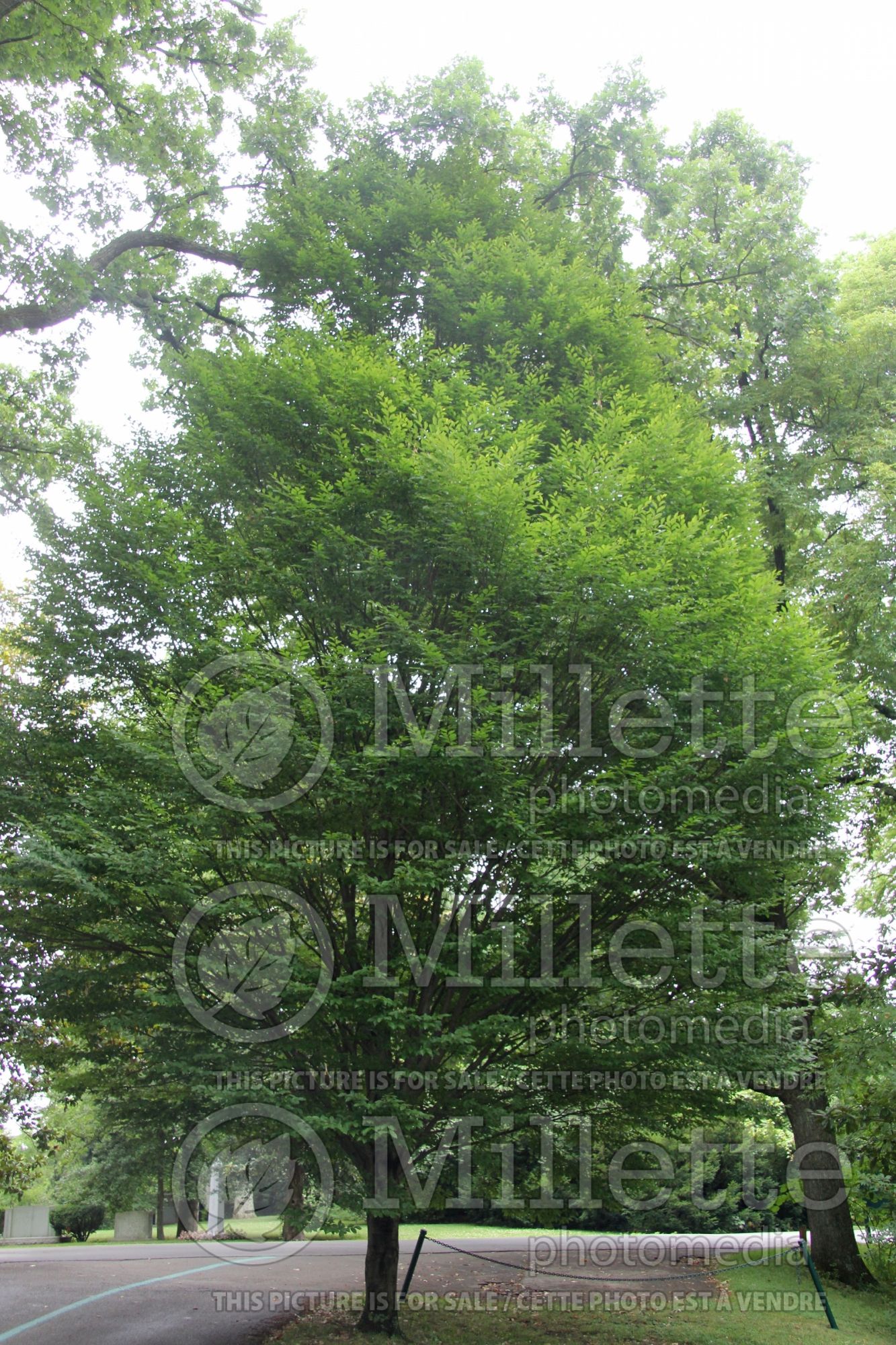 Carpinus betulus (American hornbeam) 2