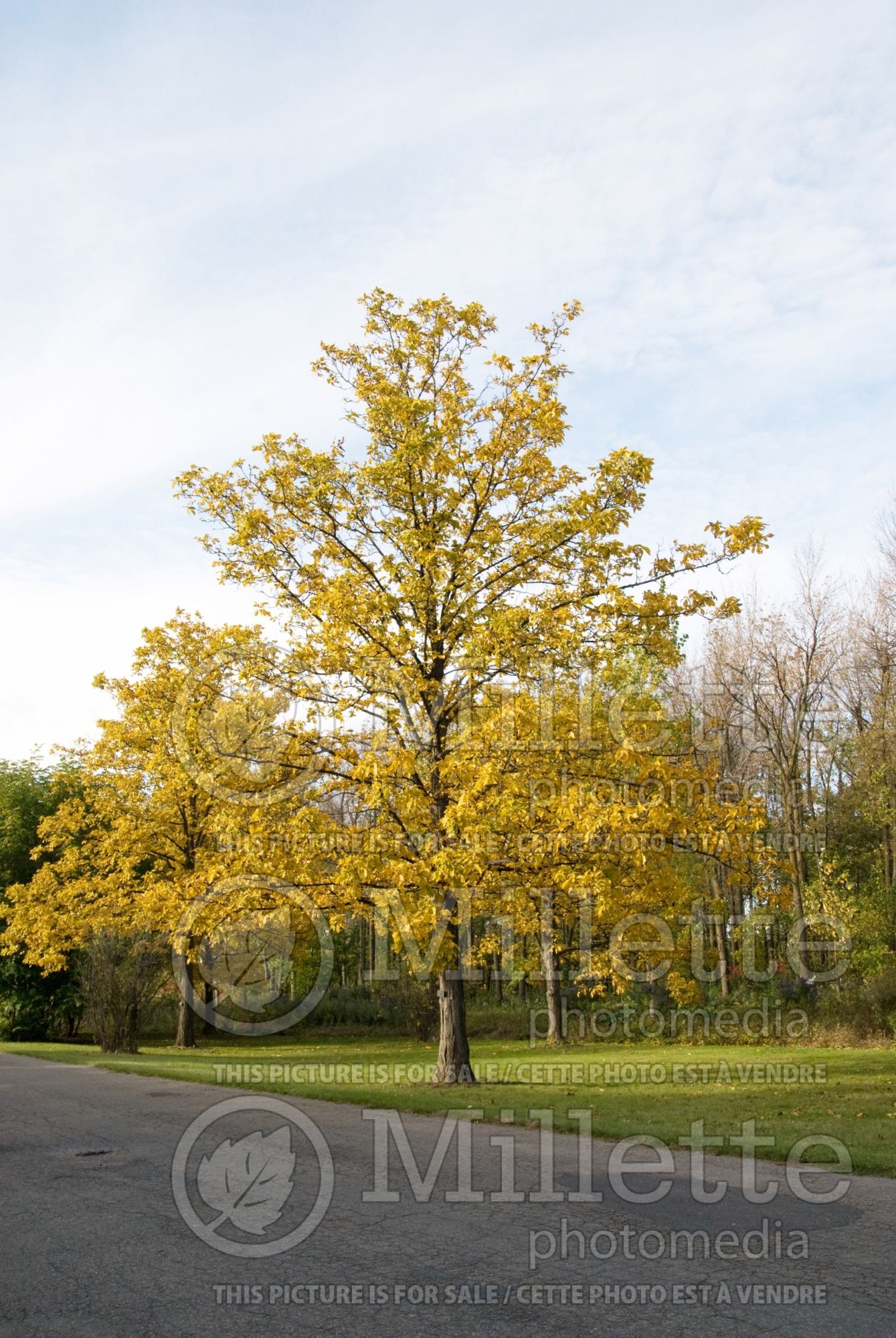 Carya ovata (shagbark hickory) 10