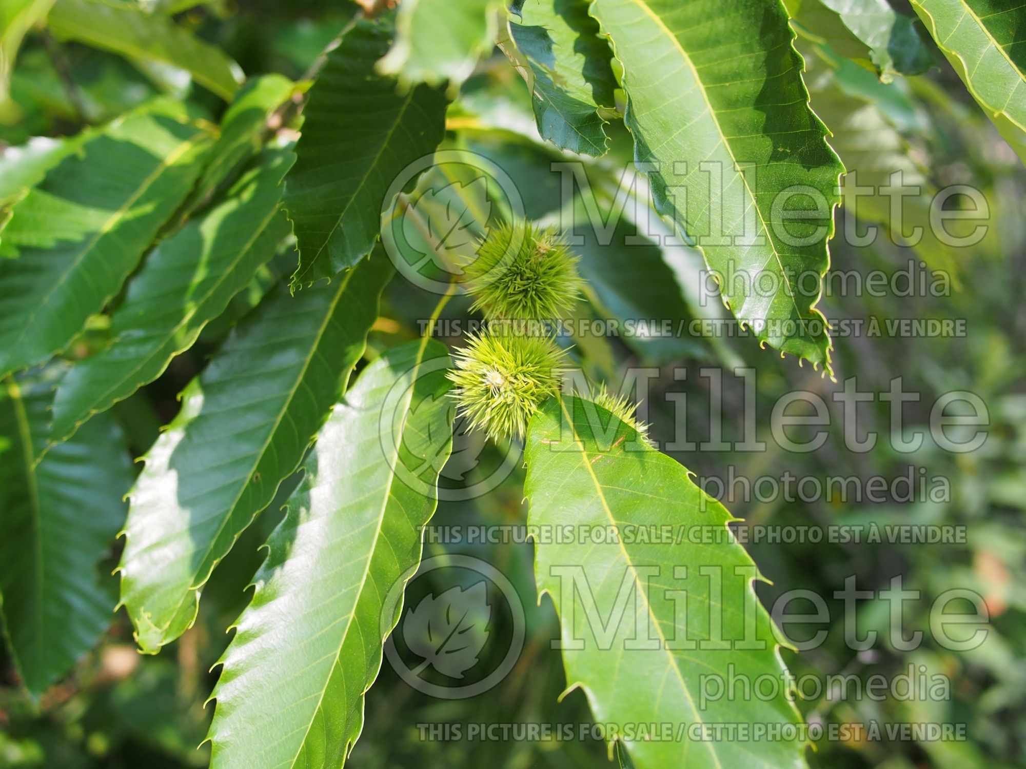 Castanea mollissima (Chinese chestnut) 5