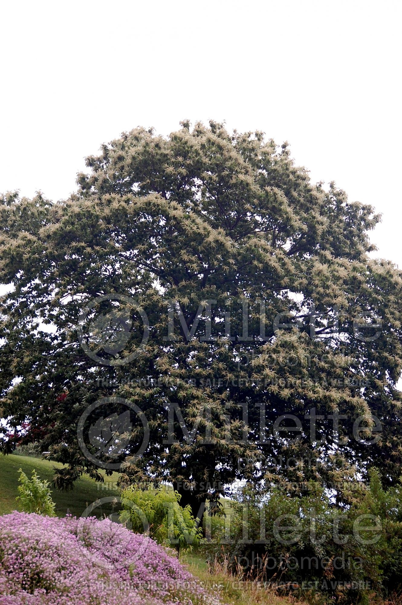Castanea mollissima (Chinese chestnut) 6