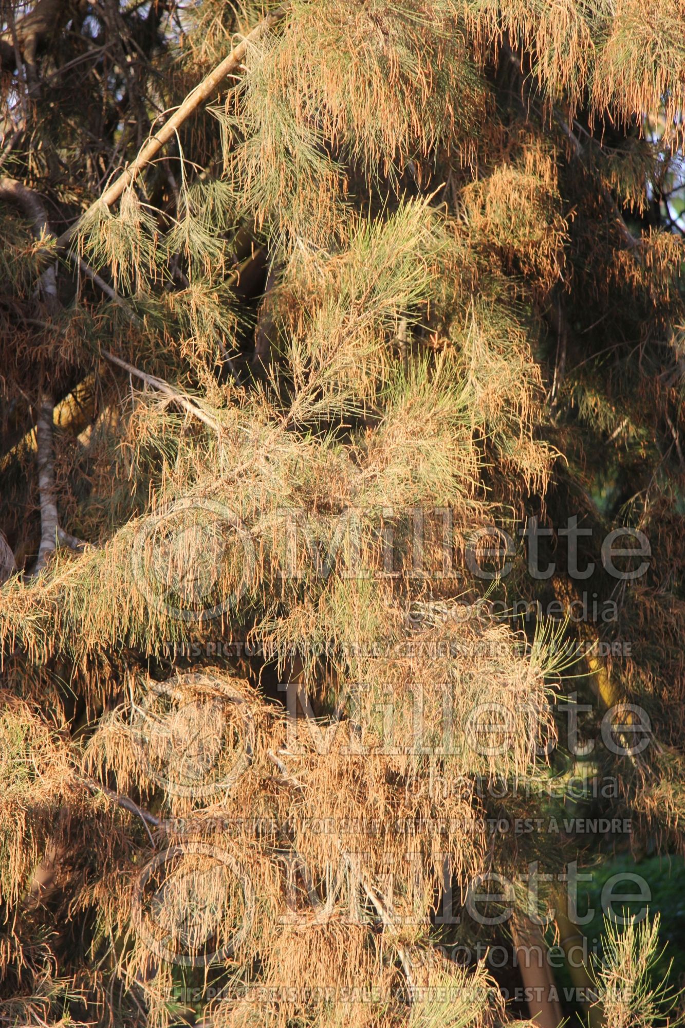 Casuarina cunninghamiana (River Oak) 2