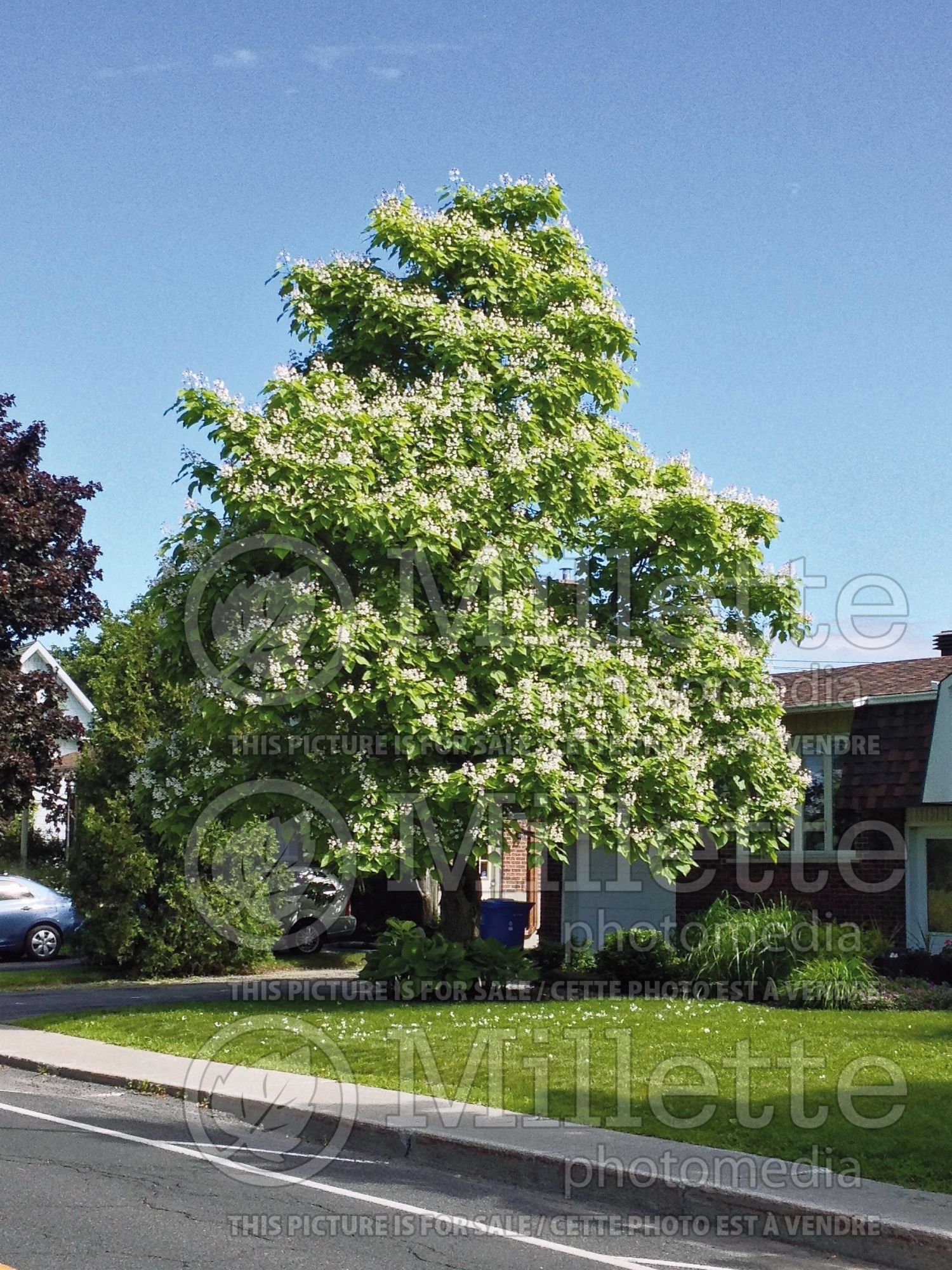 Catalpa speciosa (Catalpa) 4