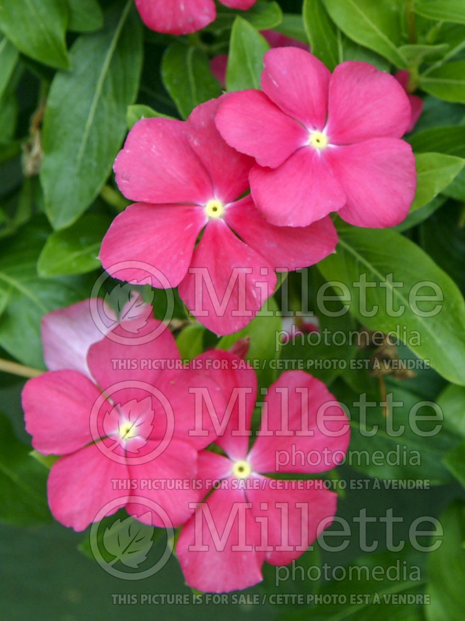 Catharanthus aka Vinca Med Deep Rose (Vinca) 1