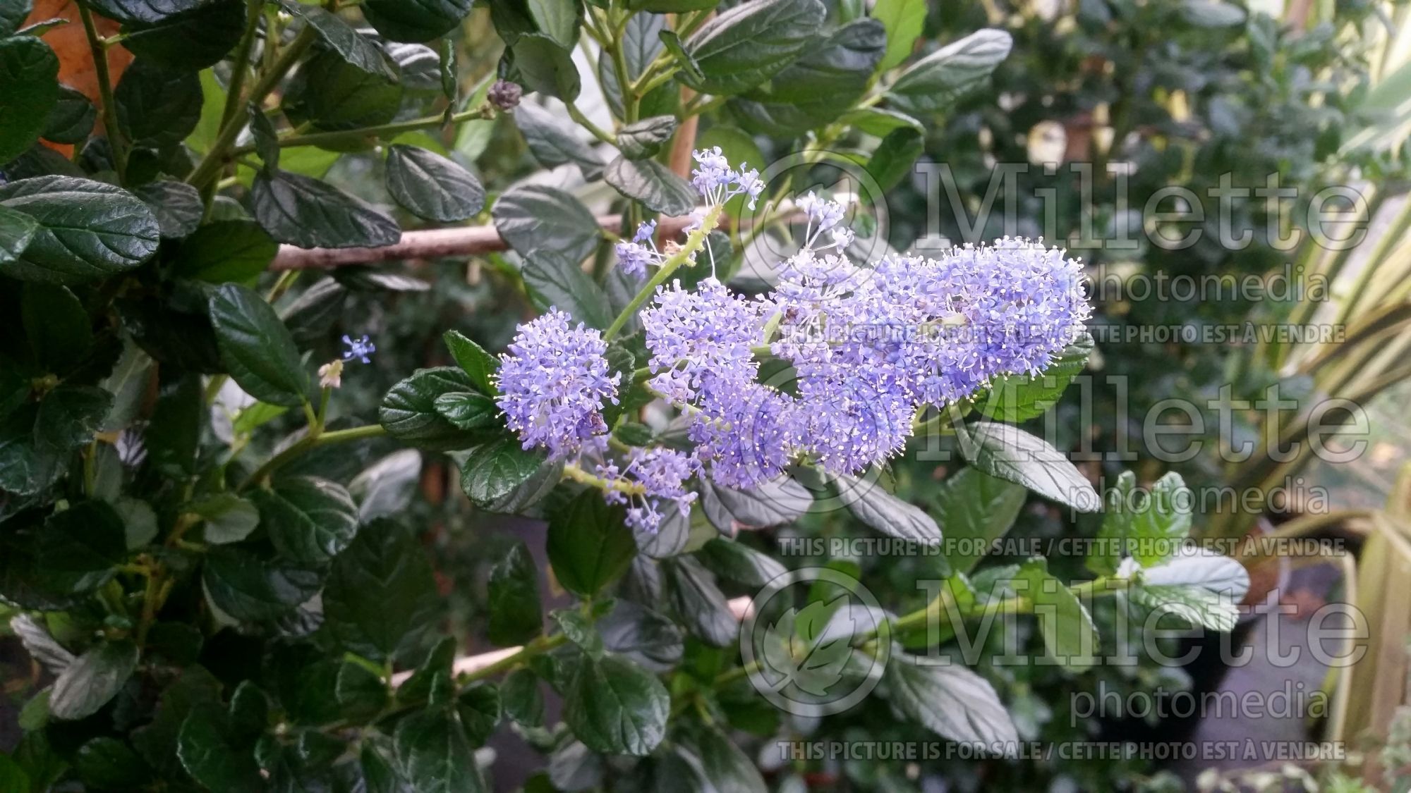 Ceanothus Yankee Point (California lilac) 4