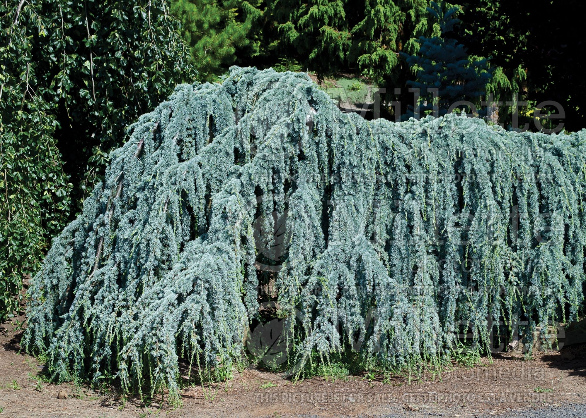Cedrus Glauca Pendula (Cedar conifer) 8
