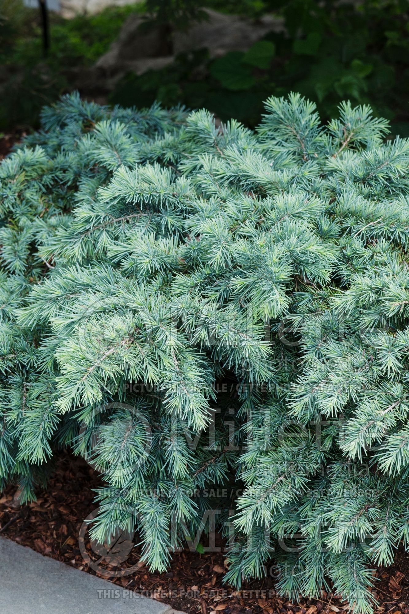 Cedrus Prostrate Beauty (Cedar conifer) 2