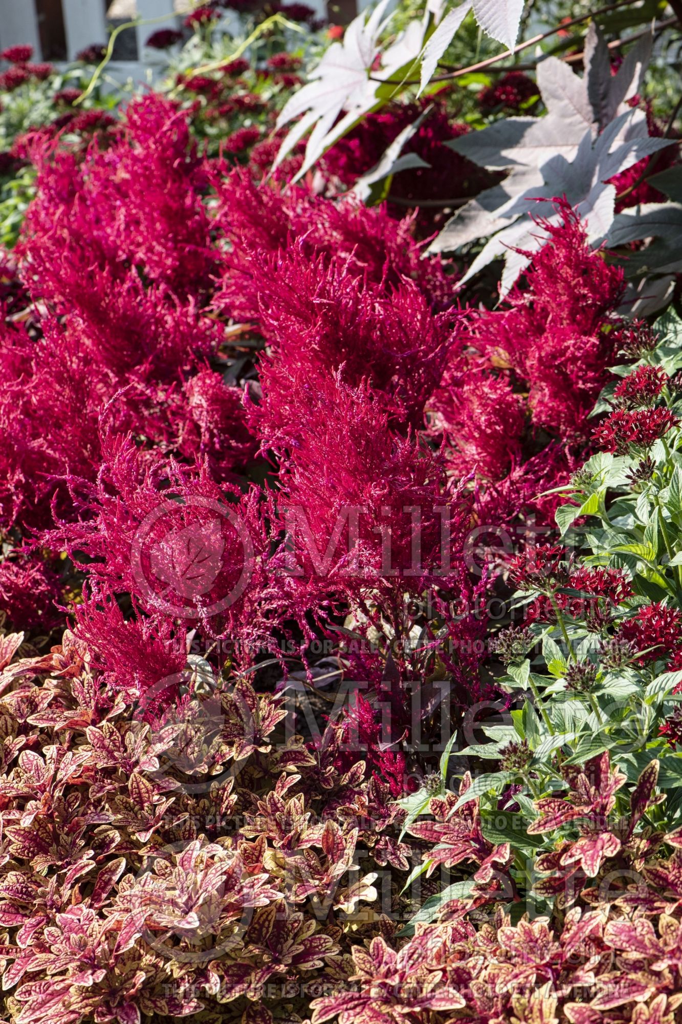 Celosia Dragon's Breath (Cockscomb) 3