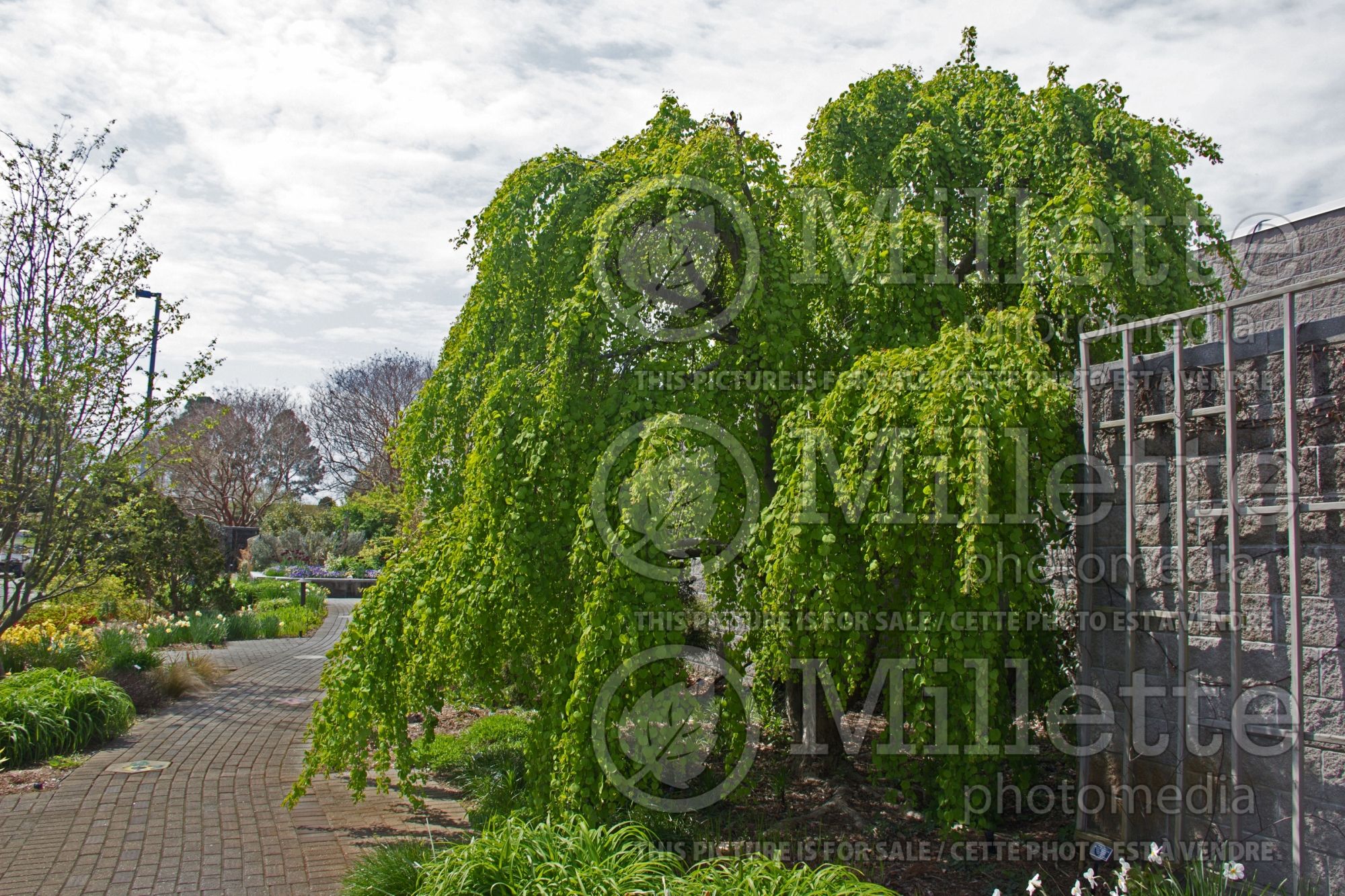 Cercidiphyllum Pendula (Katsura Tree) 8