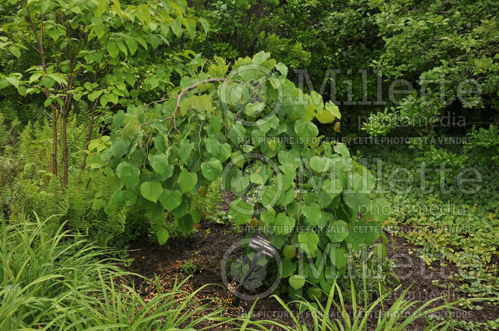 Cercis Covey aka Lavender Twist (Redbud) 4