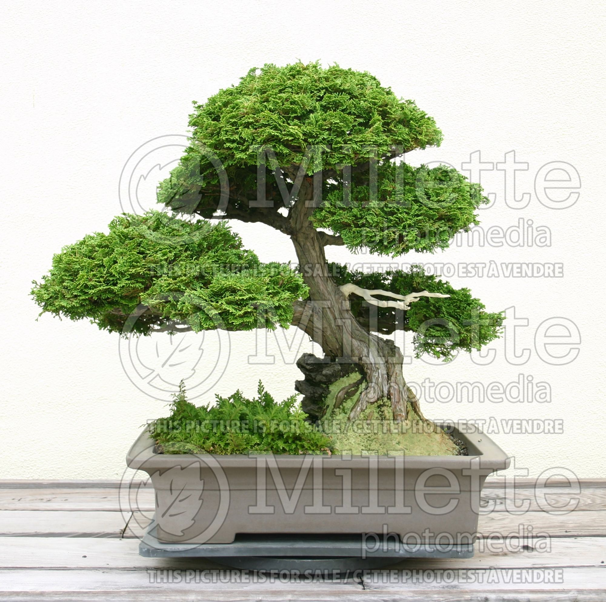Chamaecyparis Compacta - Bonsai (False Cypress conifer) 3