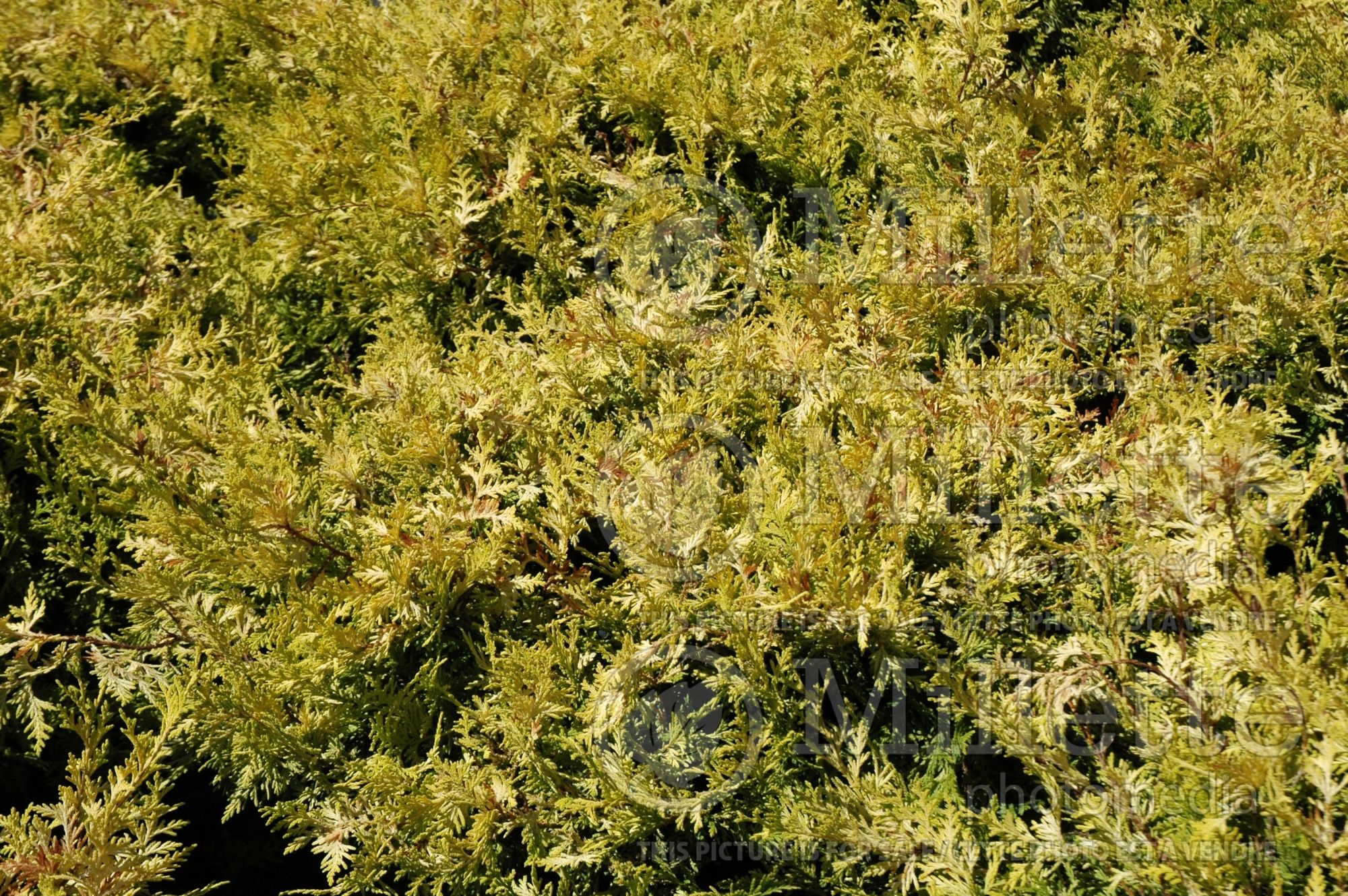 Chamaecyparis Vintage Gold (Sawara False Cypress conifer) 4