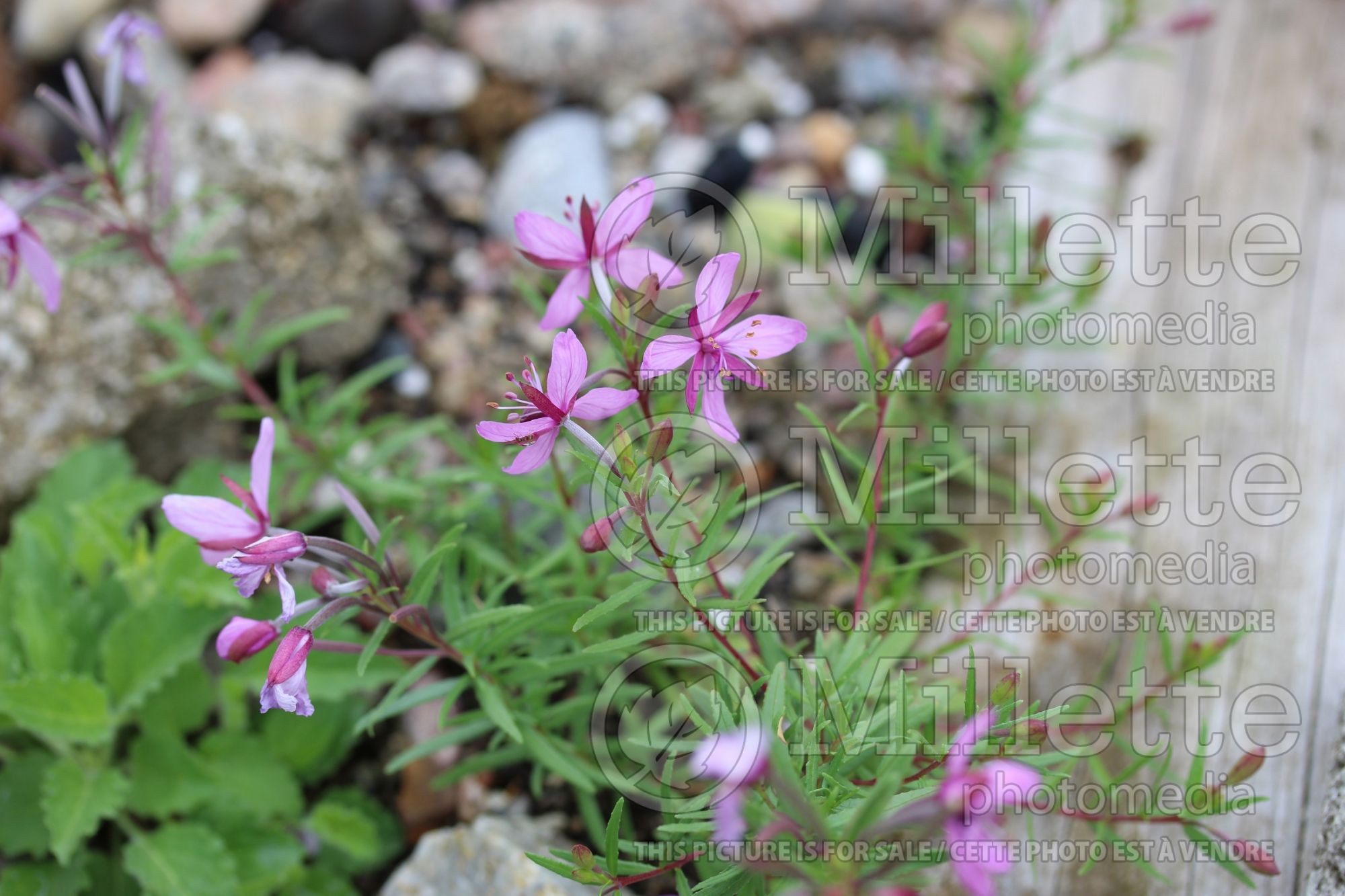 Chamaenerion aka Epilobium fleischeri (willowherb) 1