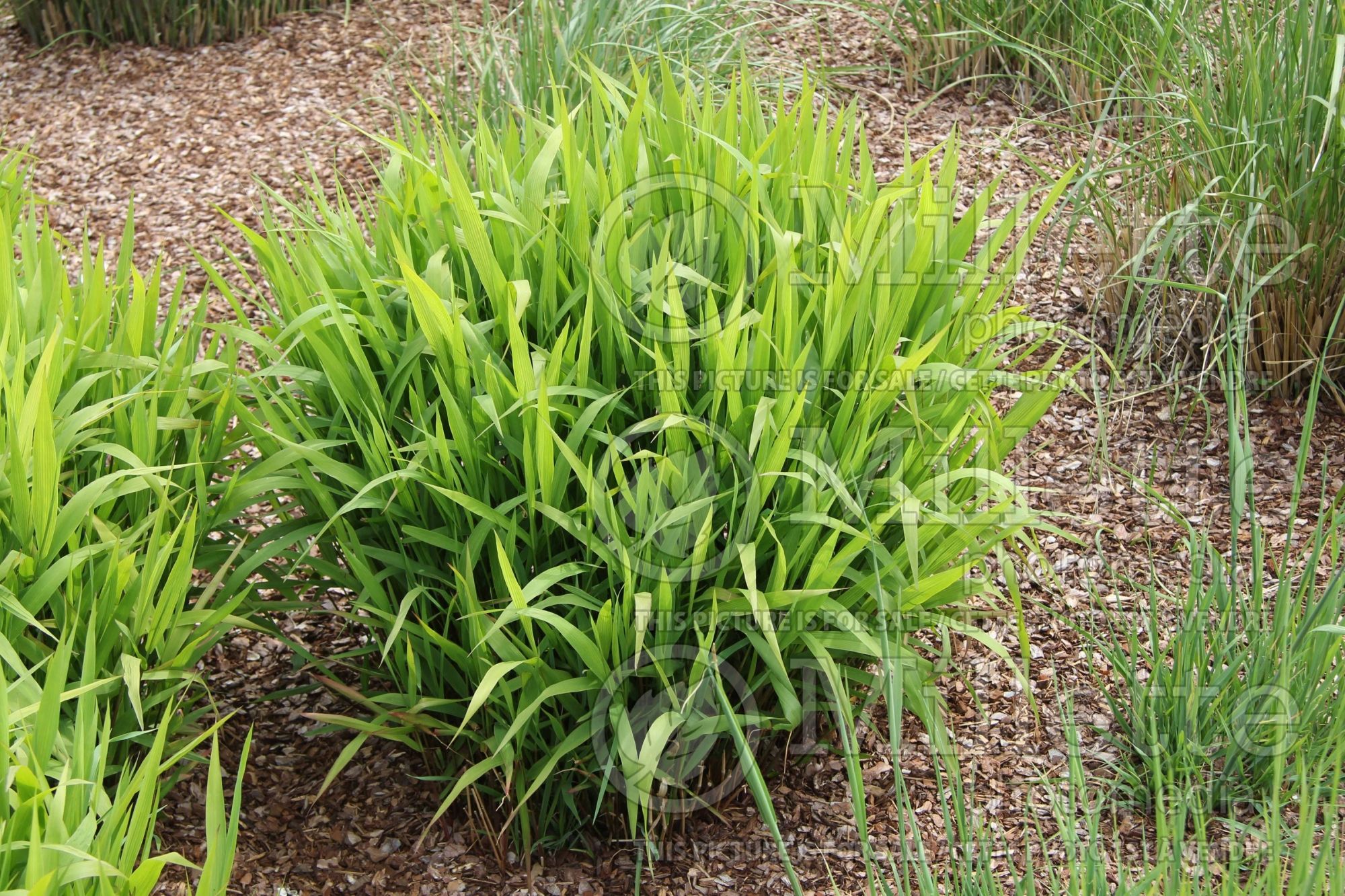 Chasmanthium latifolium (Indian woodoats ornamental grass) 4