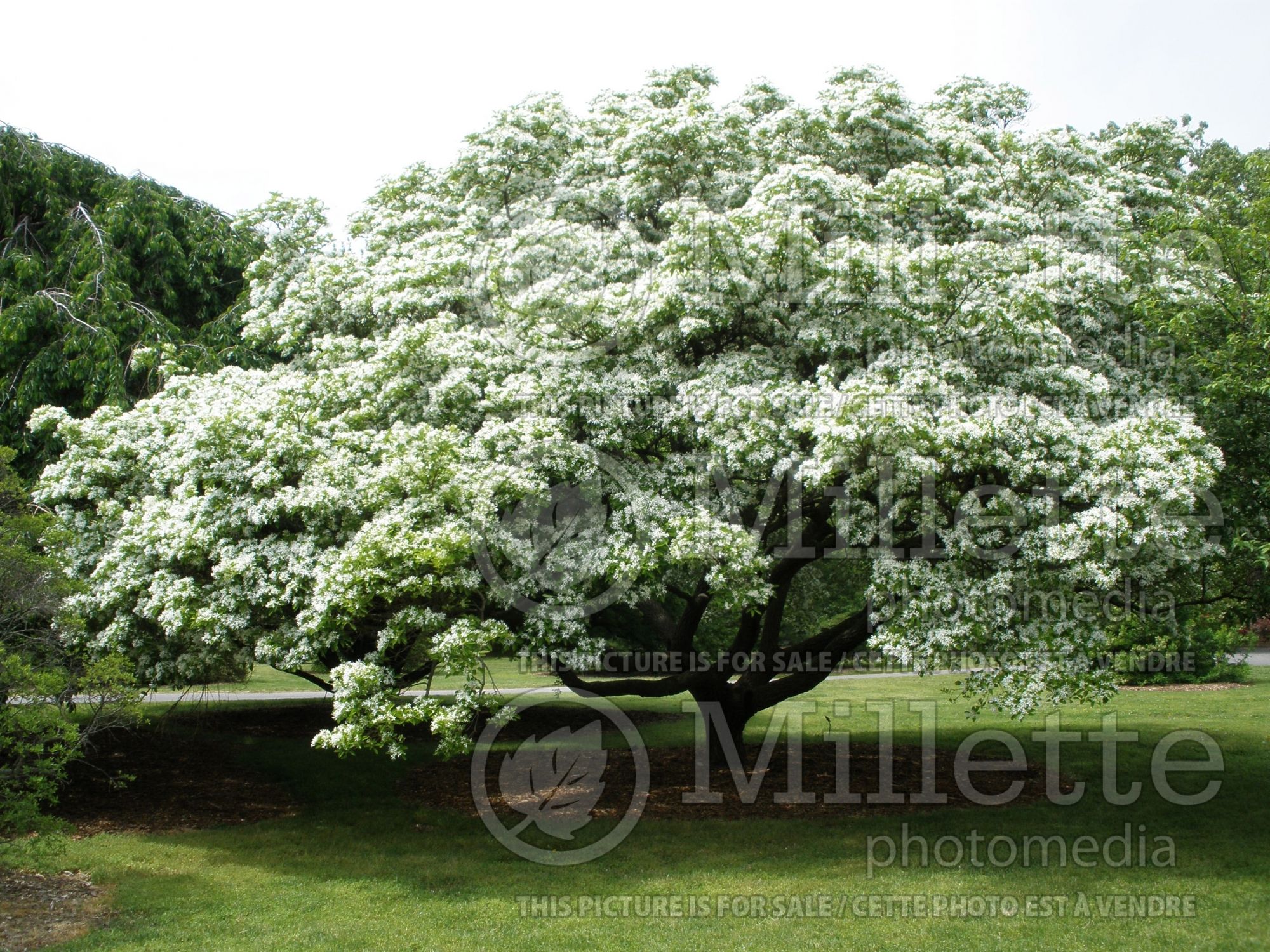 Chionanthus retusus (Chinese fringe tree) 2