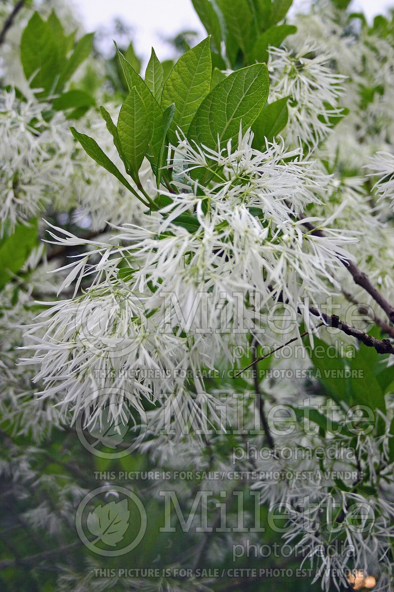 Chionanthus virginicus (Fringetree) 6