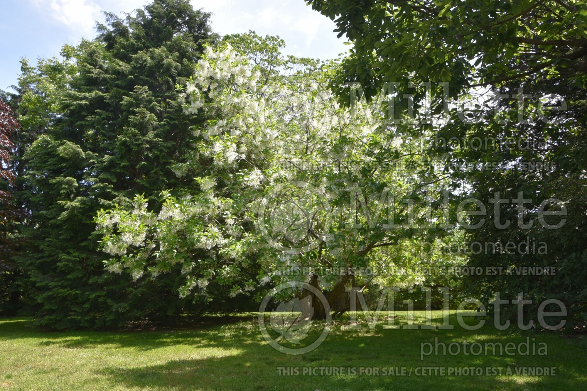 Chionanthus virginicus (Fringetree) 3
