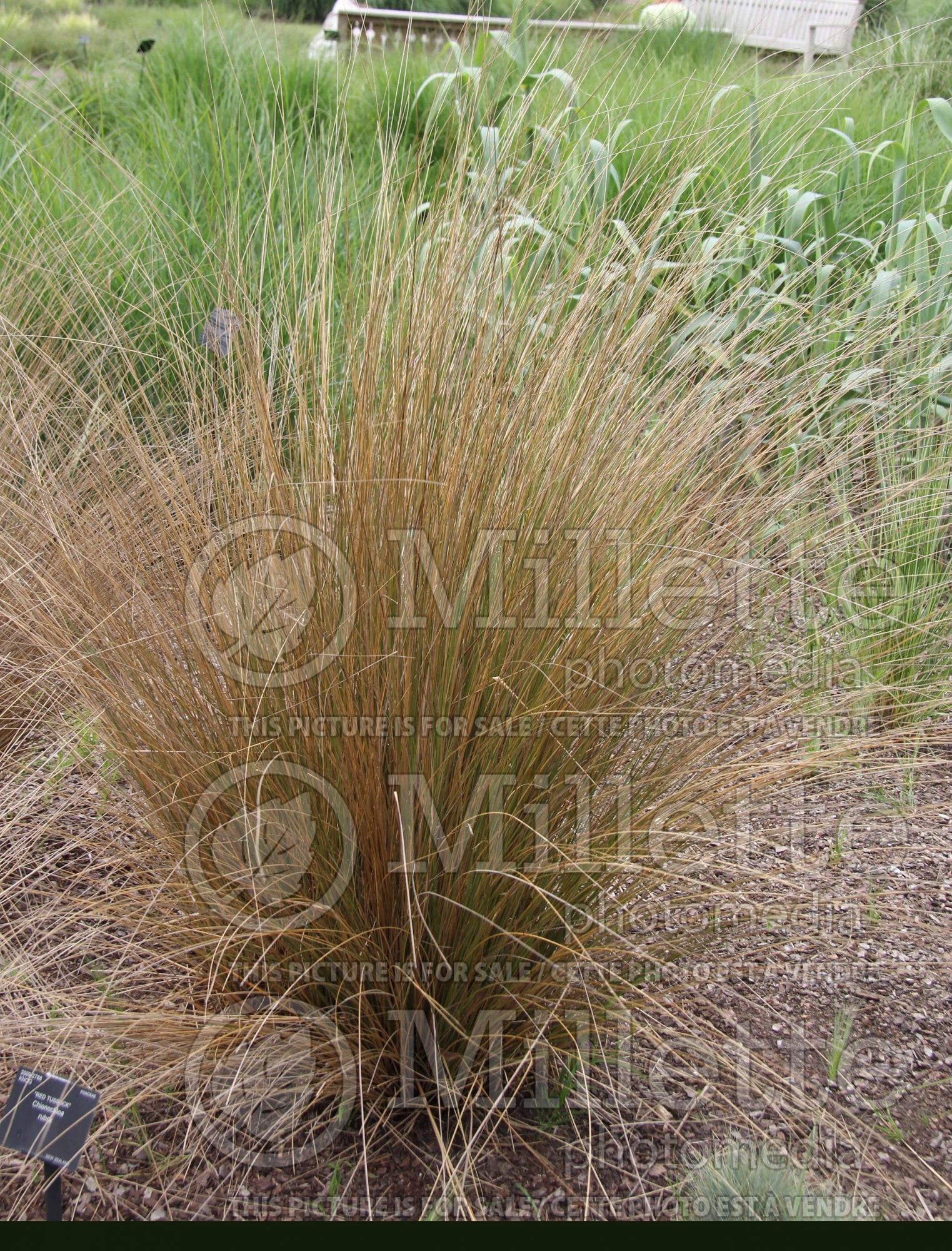 Chionochloa rubra (red tussock grass) 5