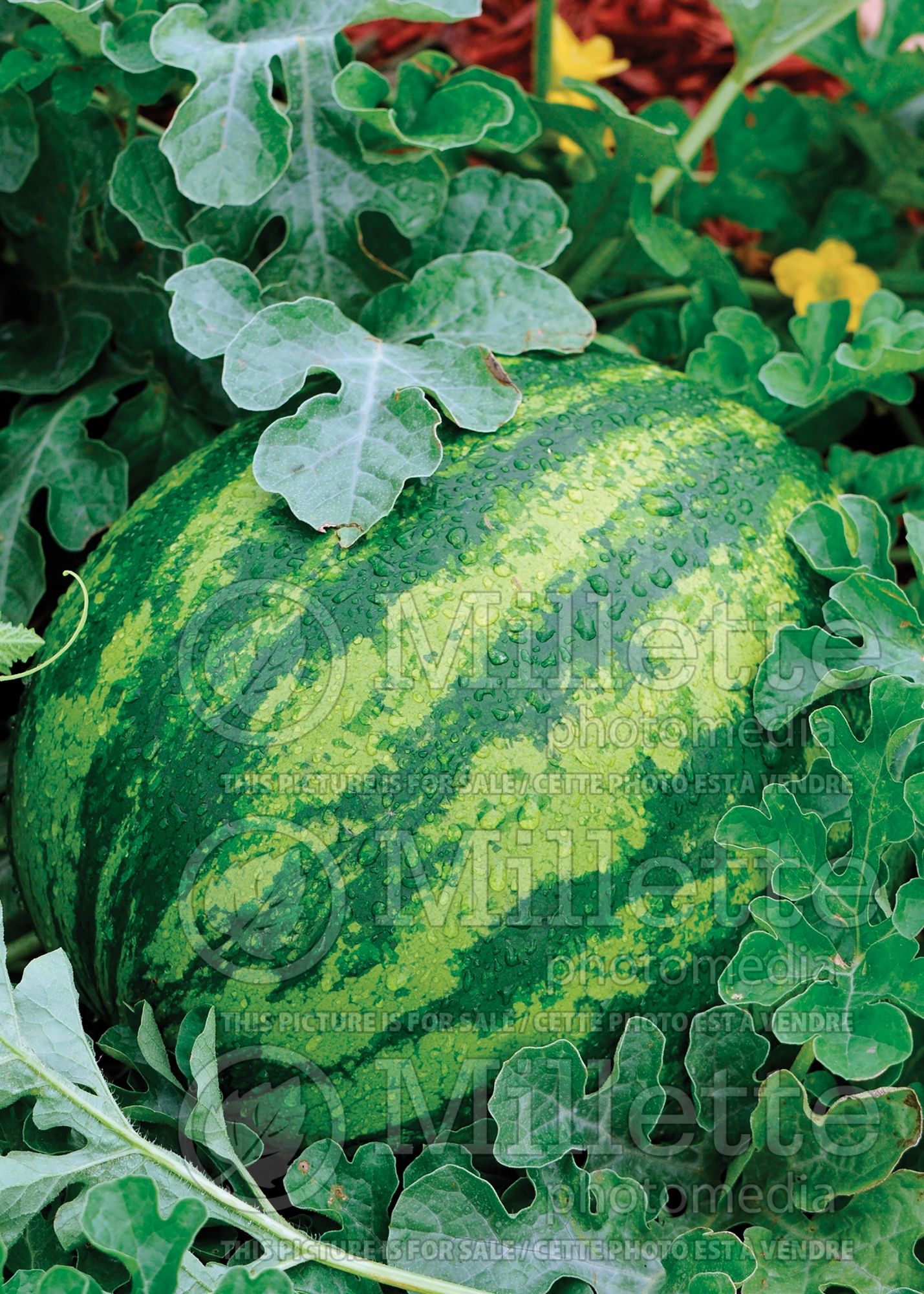 Citrullus Lambkin (Watermelon) 1