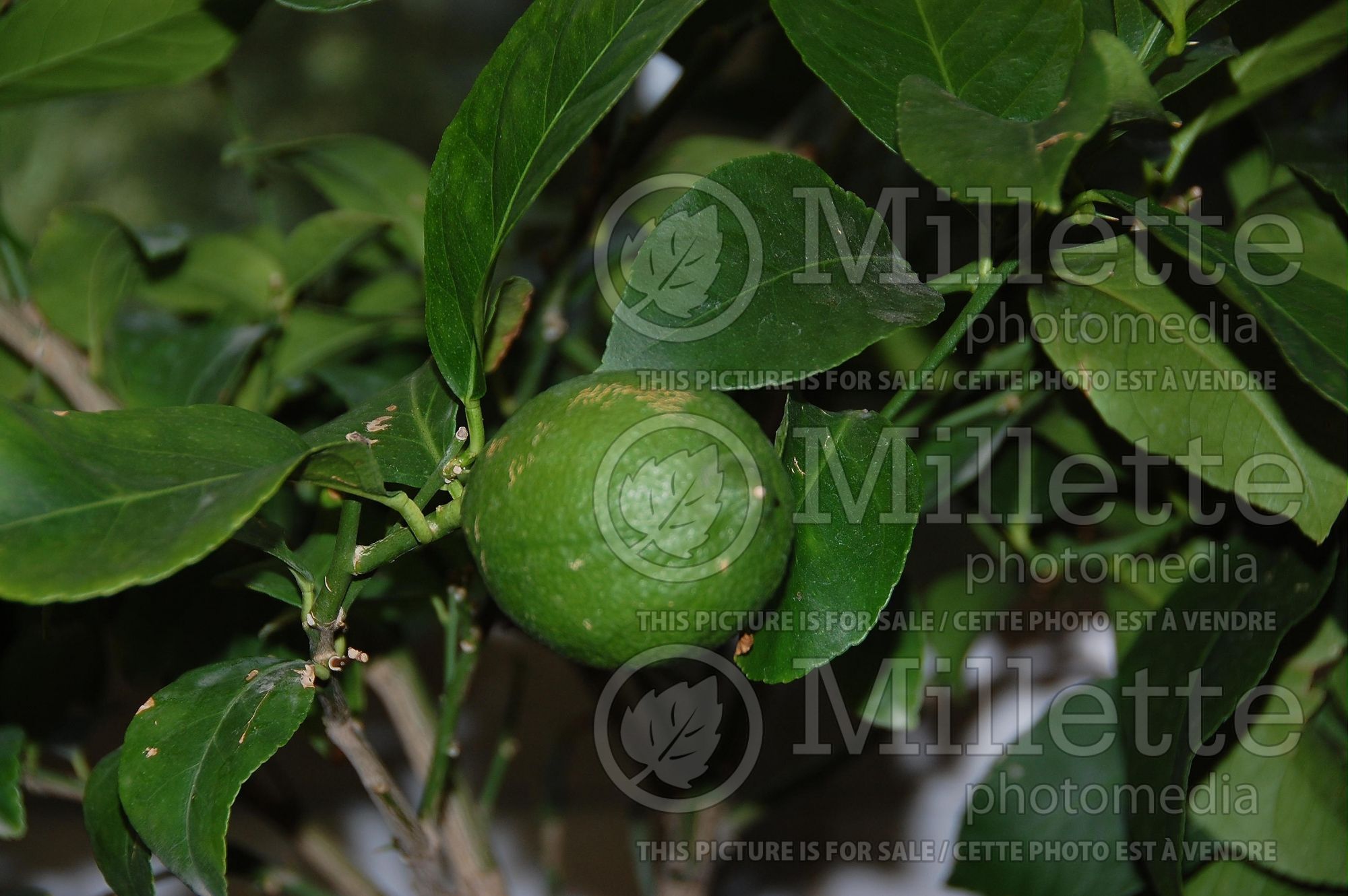 Citrus Dwarf Lisbon (Dwarf lemon) 1