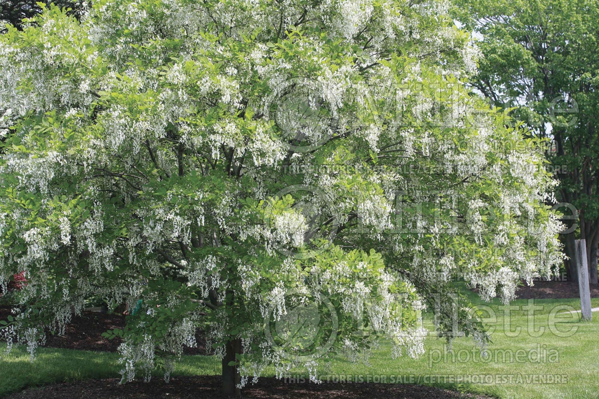 Cladrastis kentukea aka lutea (yellowwood) 16