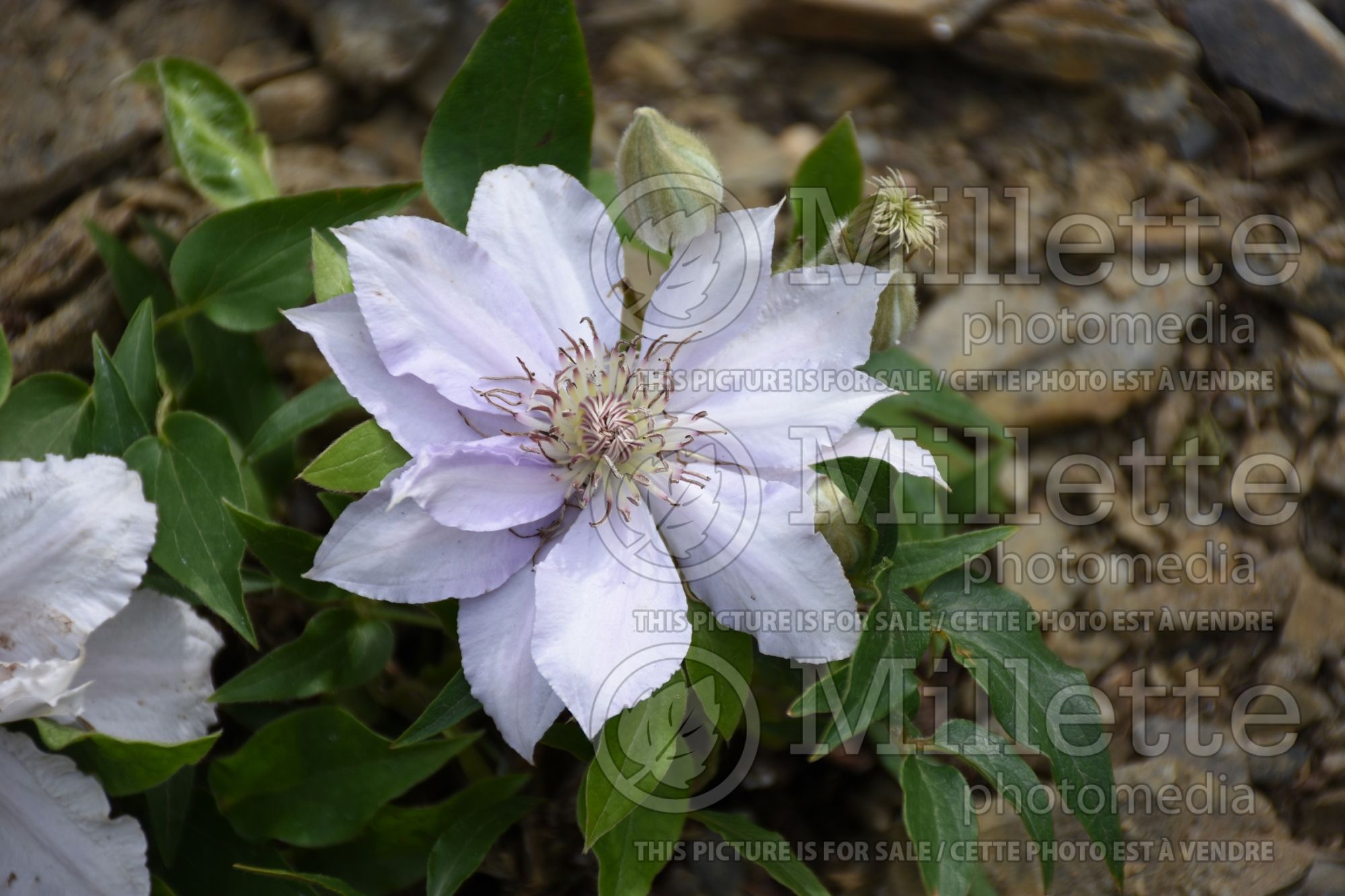 Clematis Filigree (Clematis) 2