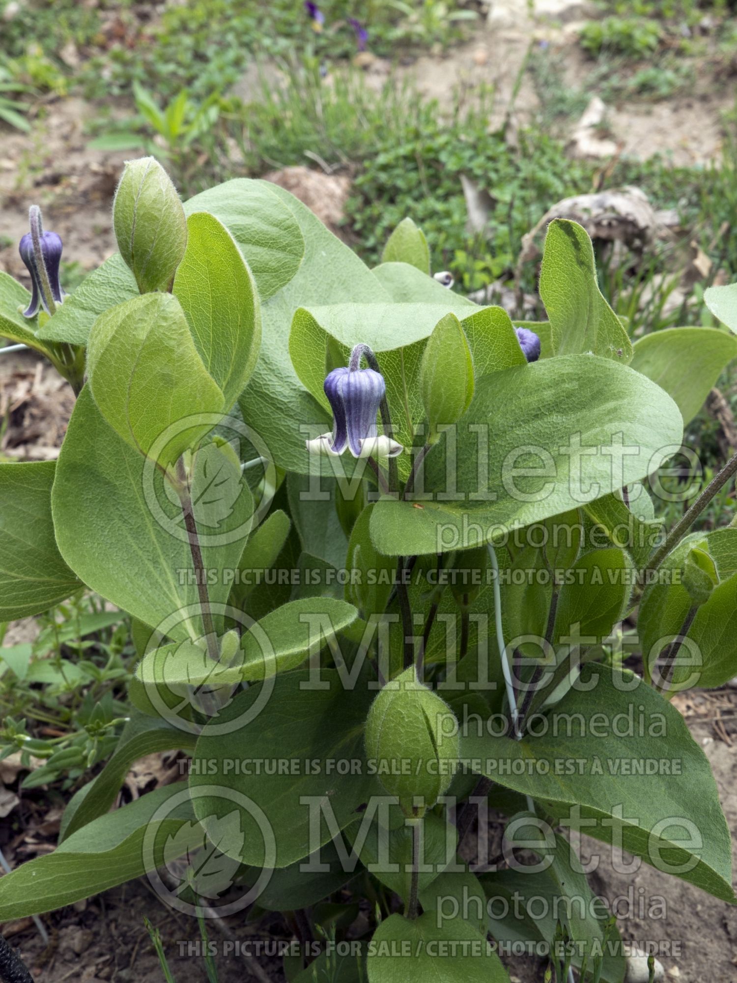 Clematis fremontii (Clematis) 6