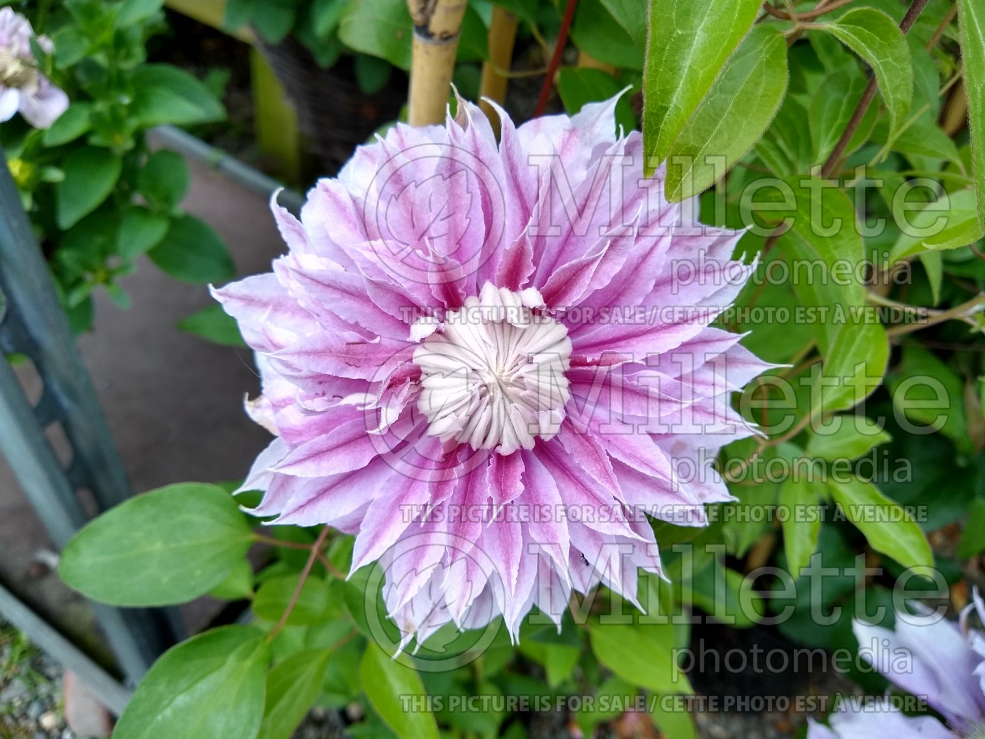 Clematis Josephine aka Evijohill (Clematis) 5
